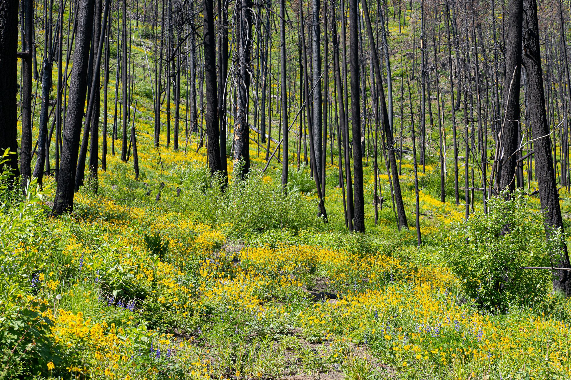 burned forest