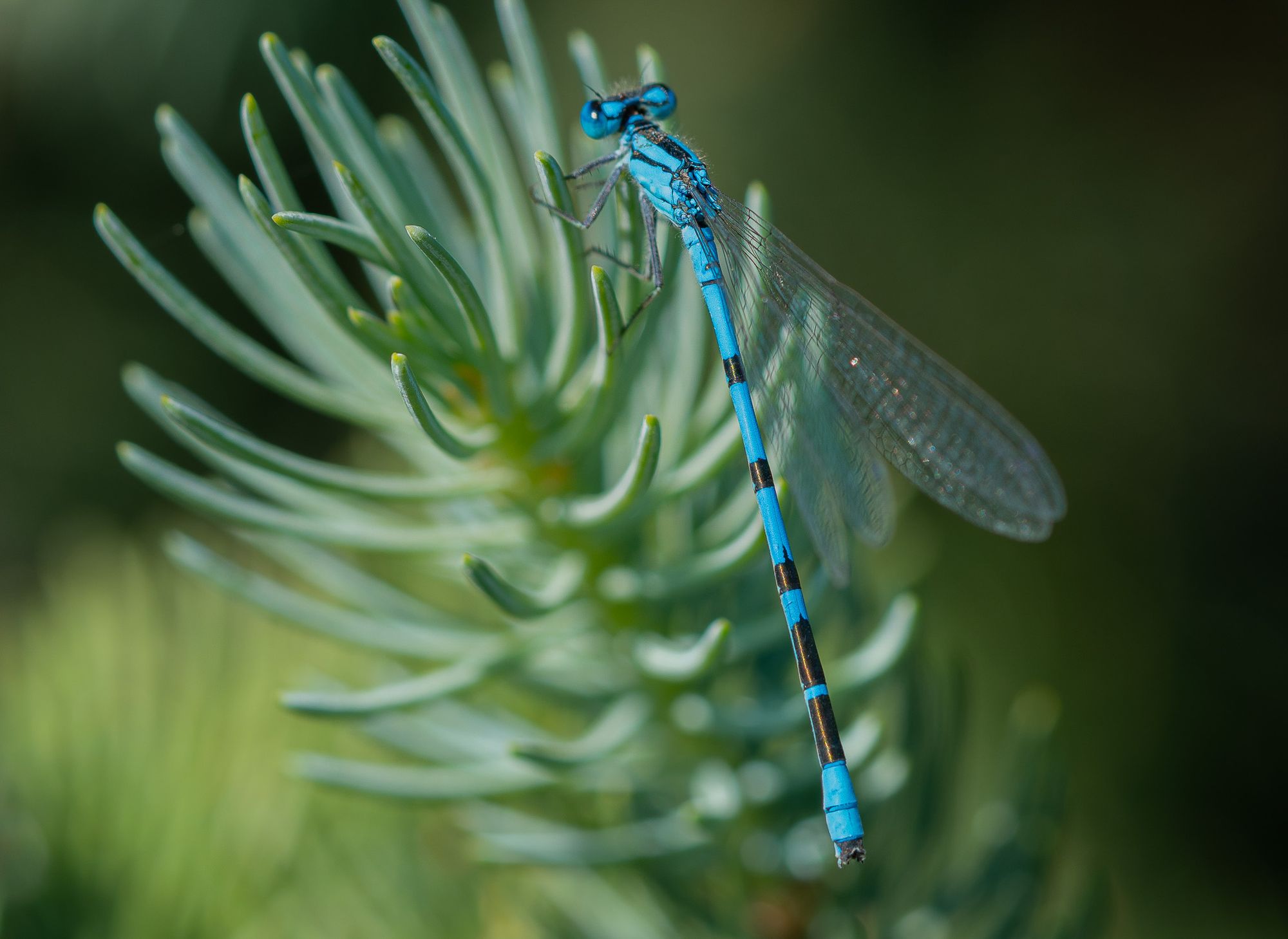 bluet damselfly