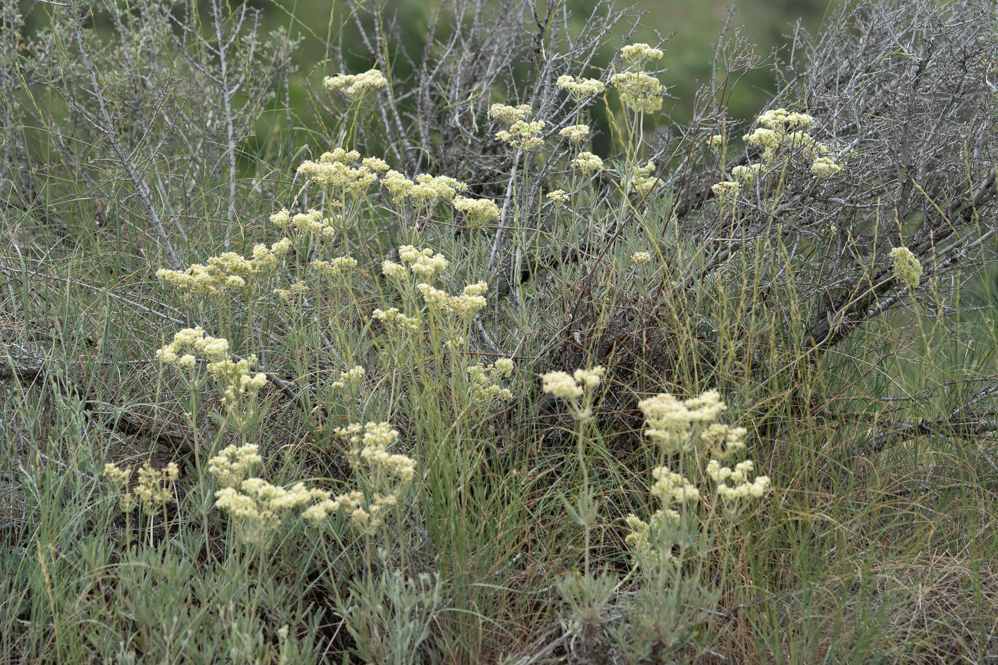buckwheat flowers