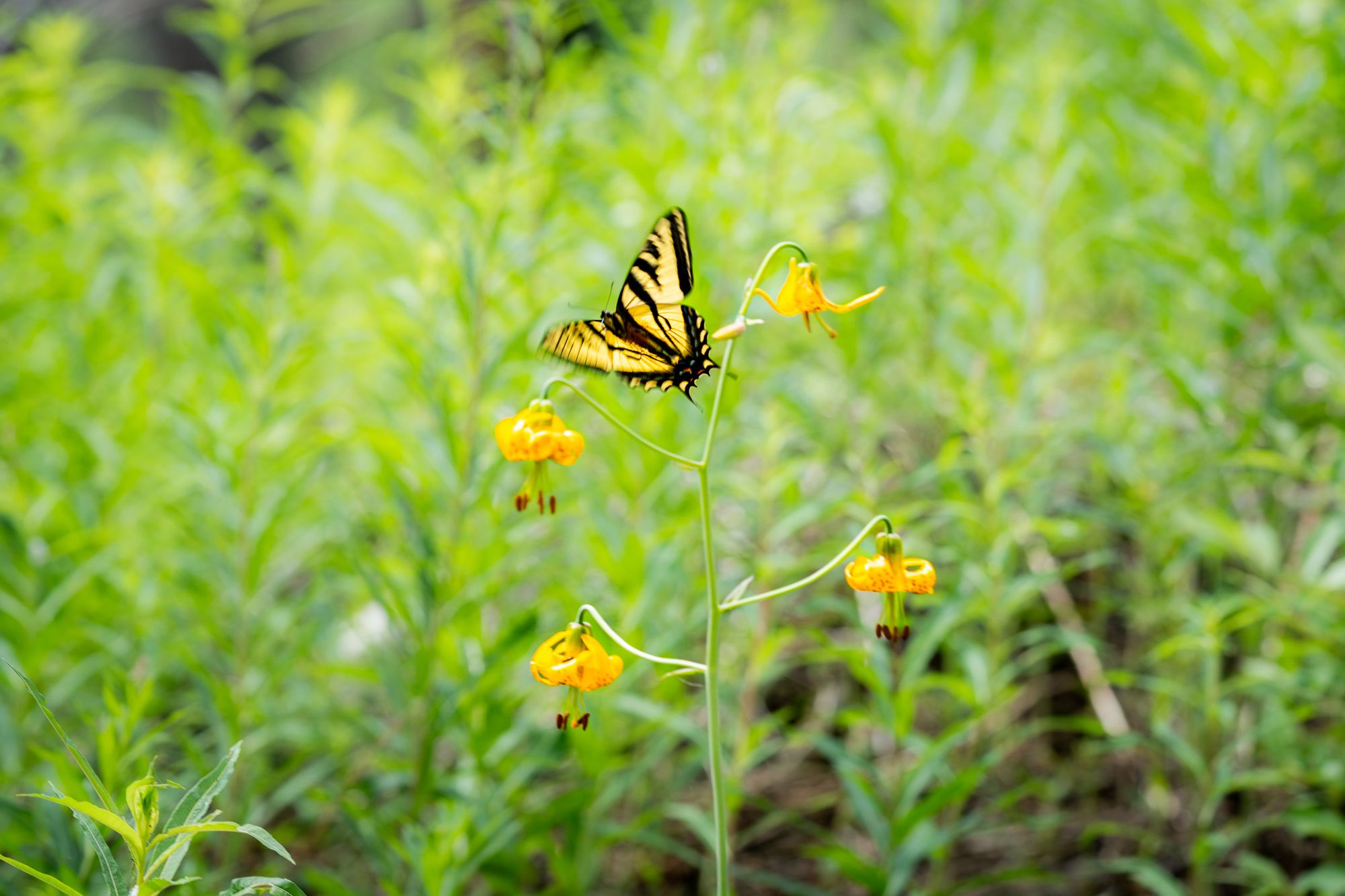 swallowtail butterfy