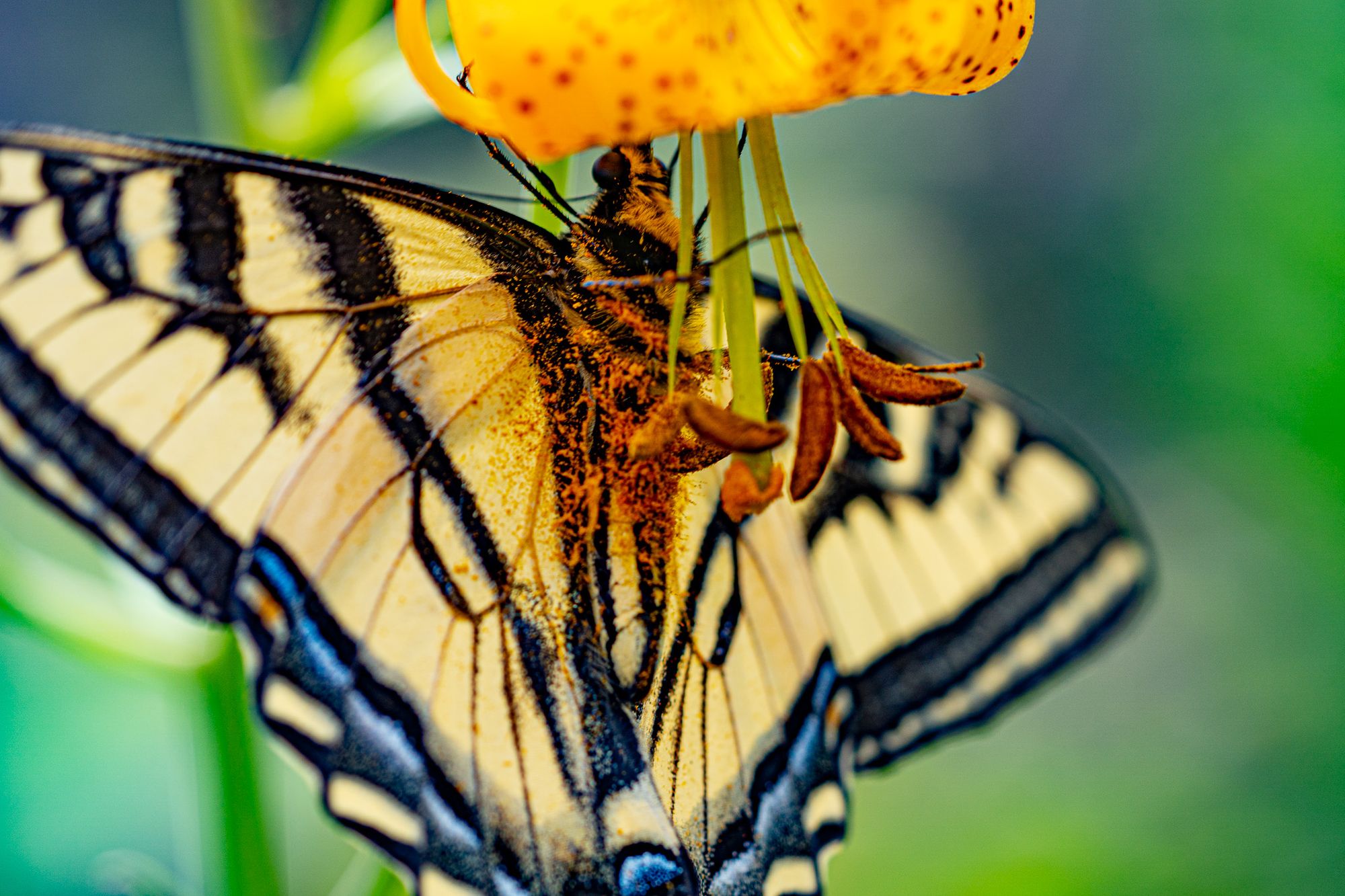 swallowtail butterfly