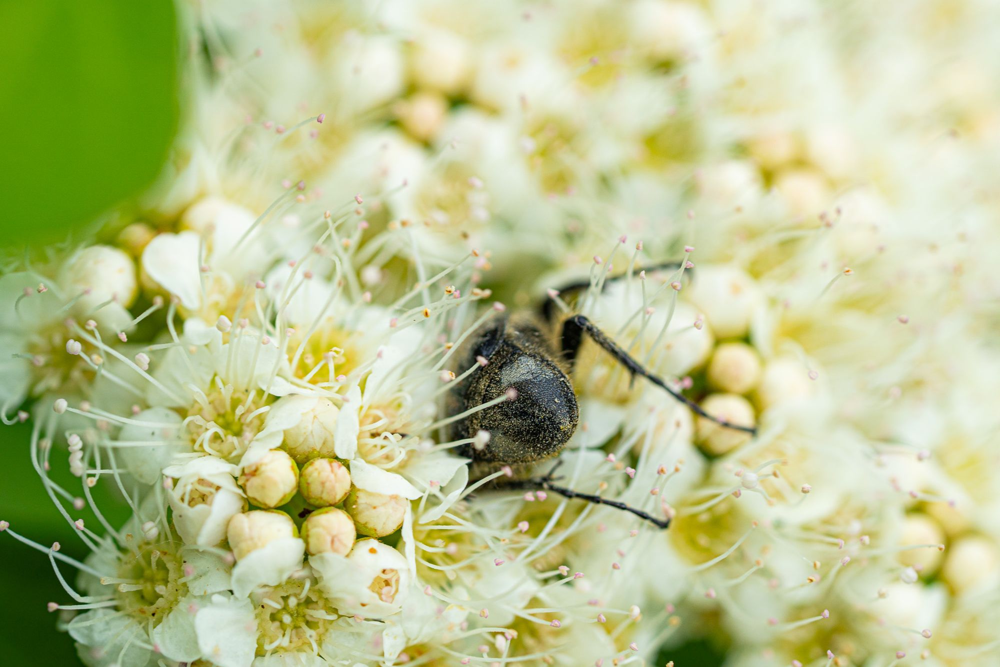 beetle pollinating flower