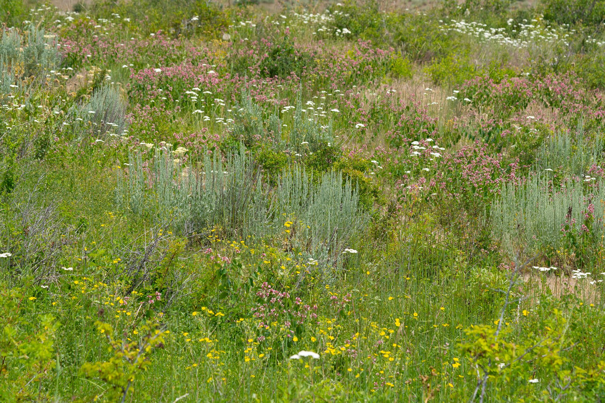 shrub steppe flowers