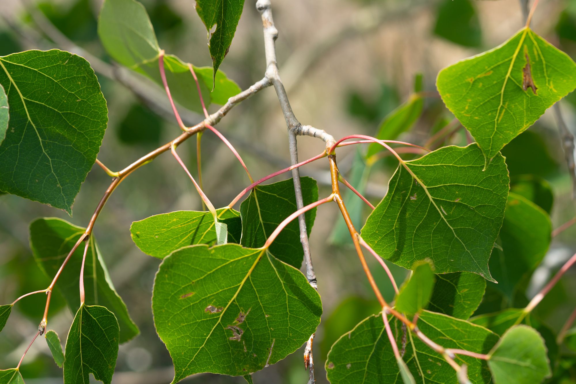quaking aspen leaves