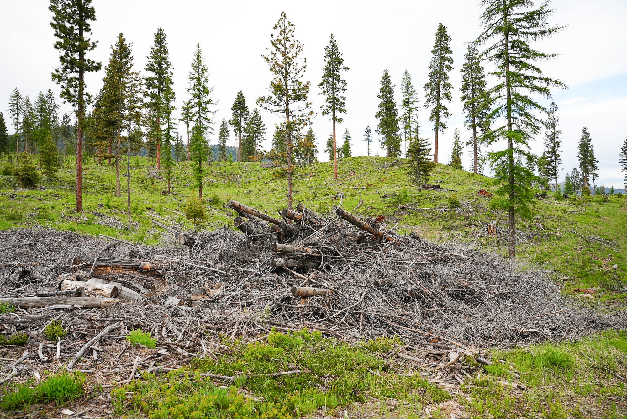 forest service logging