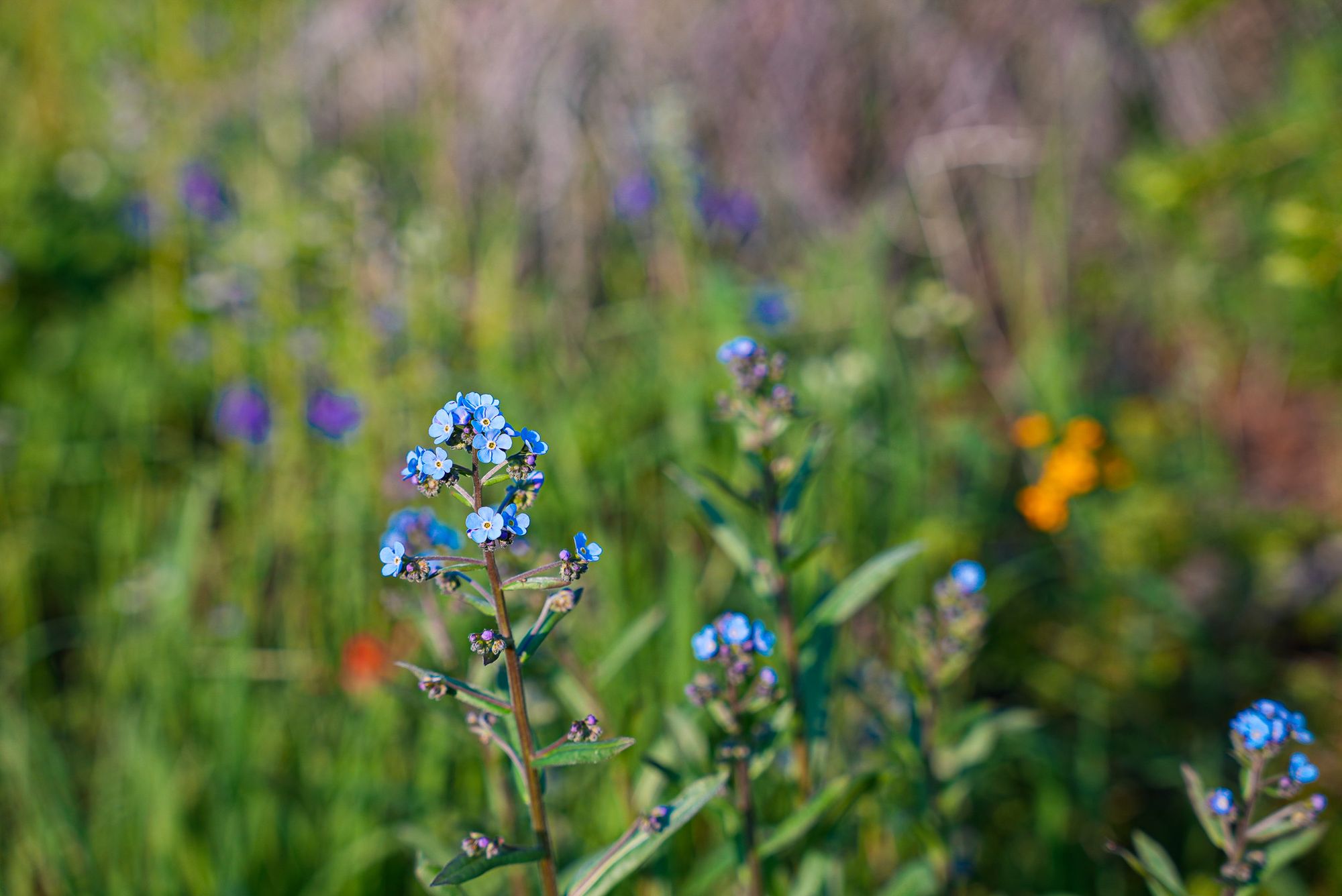 mountain wildflowers