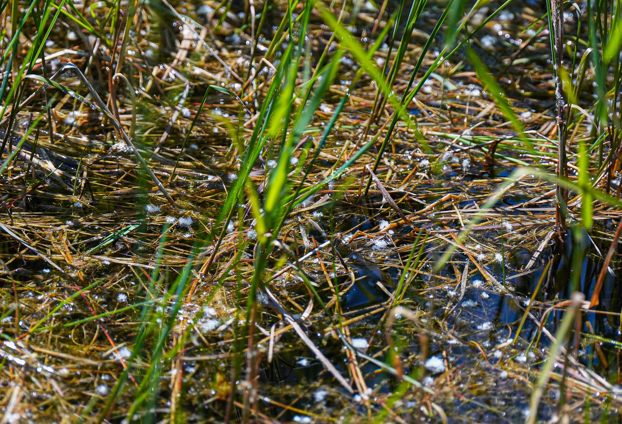 cottonwood seeds on water