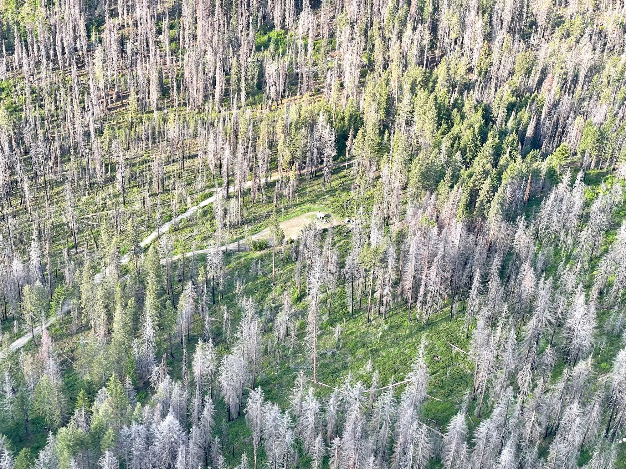 burned forest