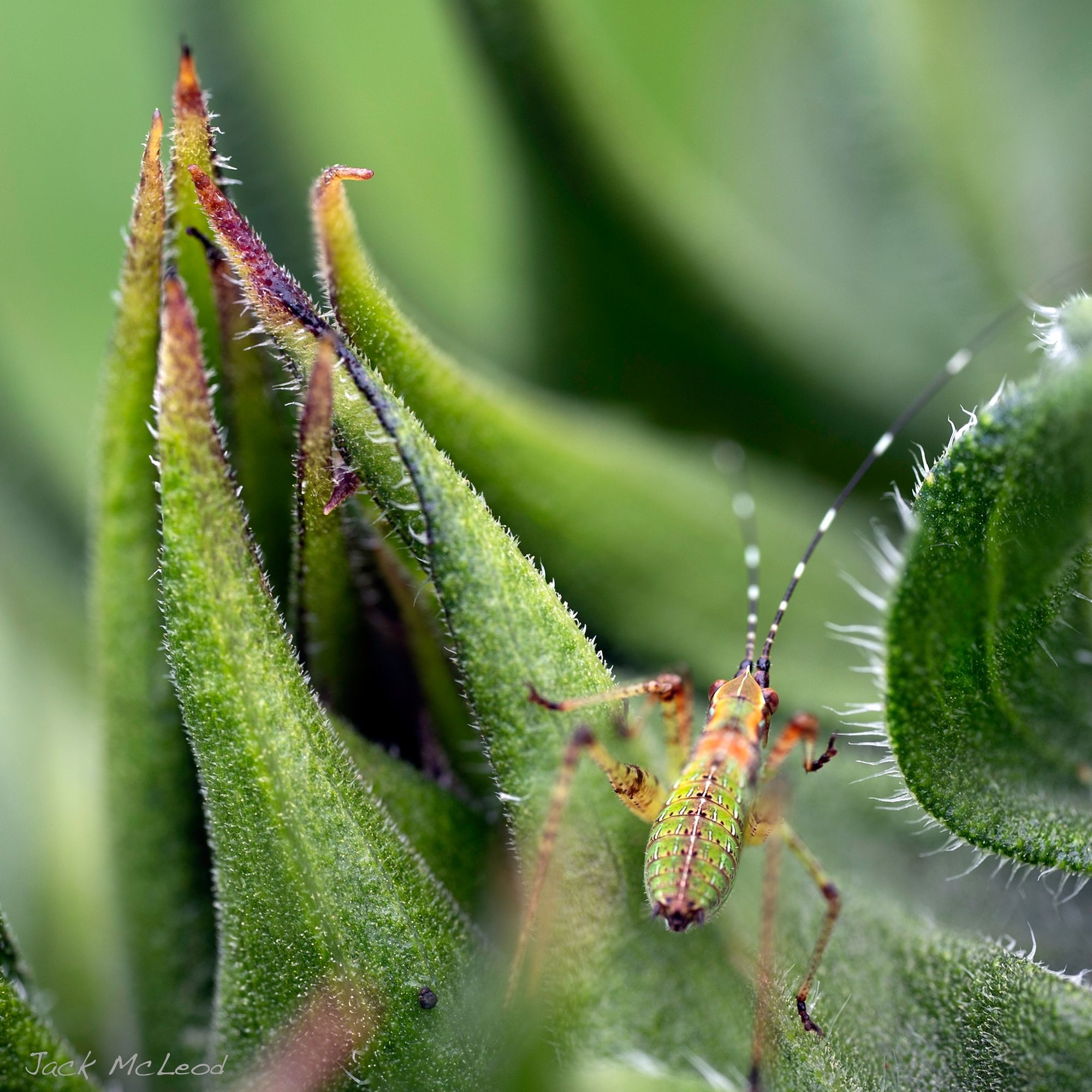 katydid nymph