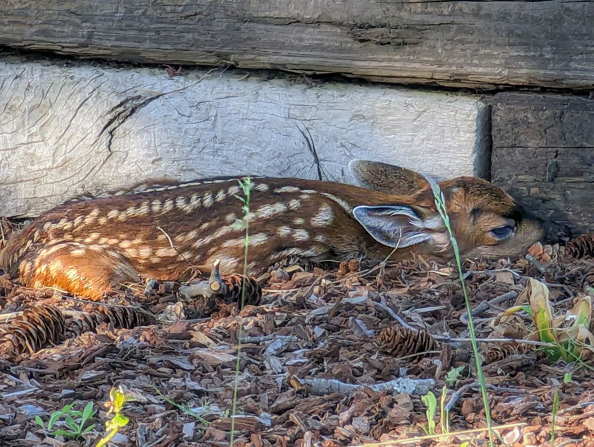 deer fawn