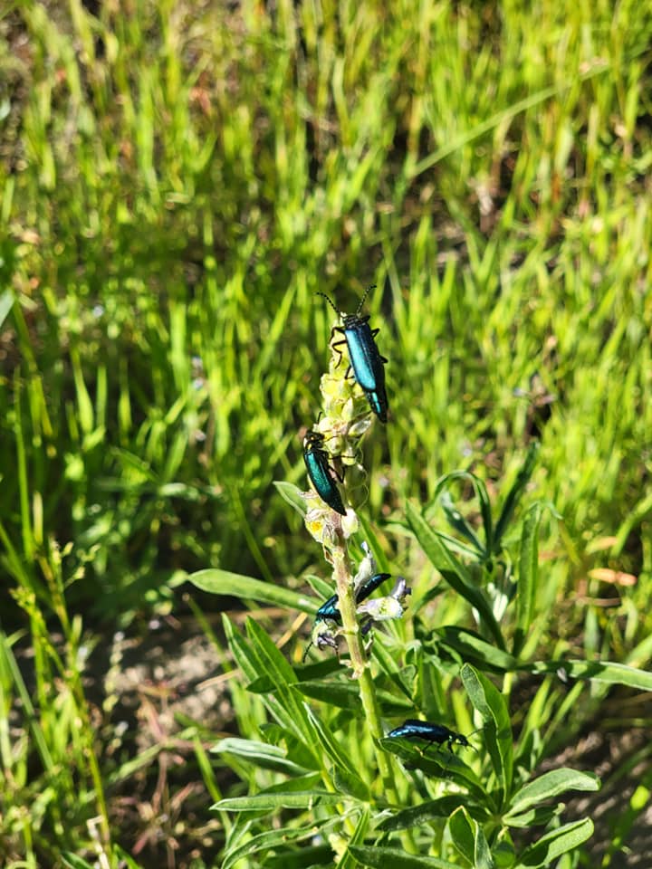 green blister beetles