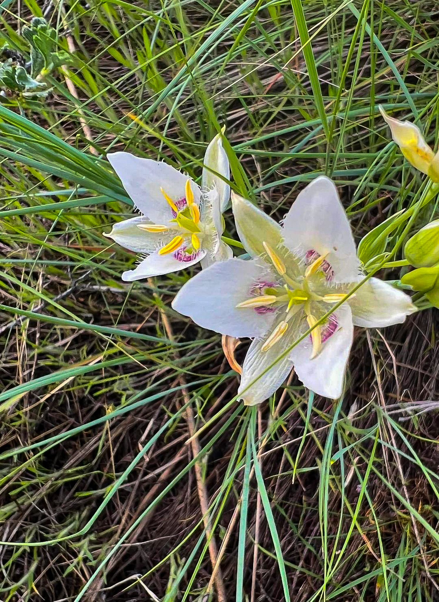 mariposa lily
