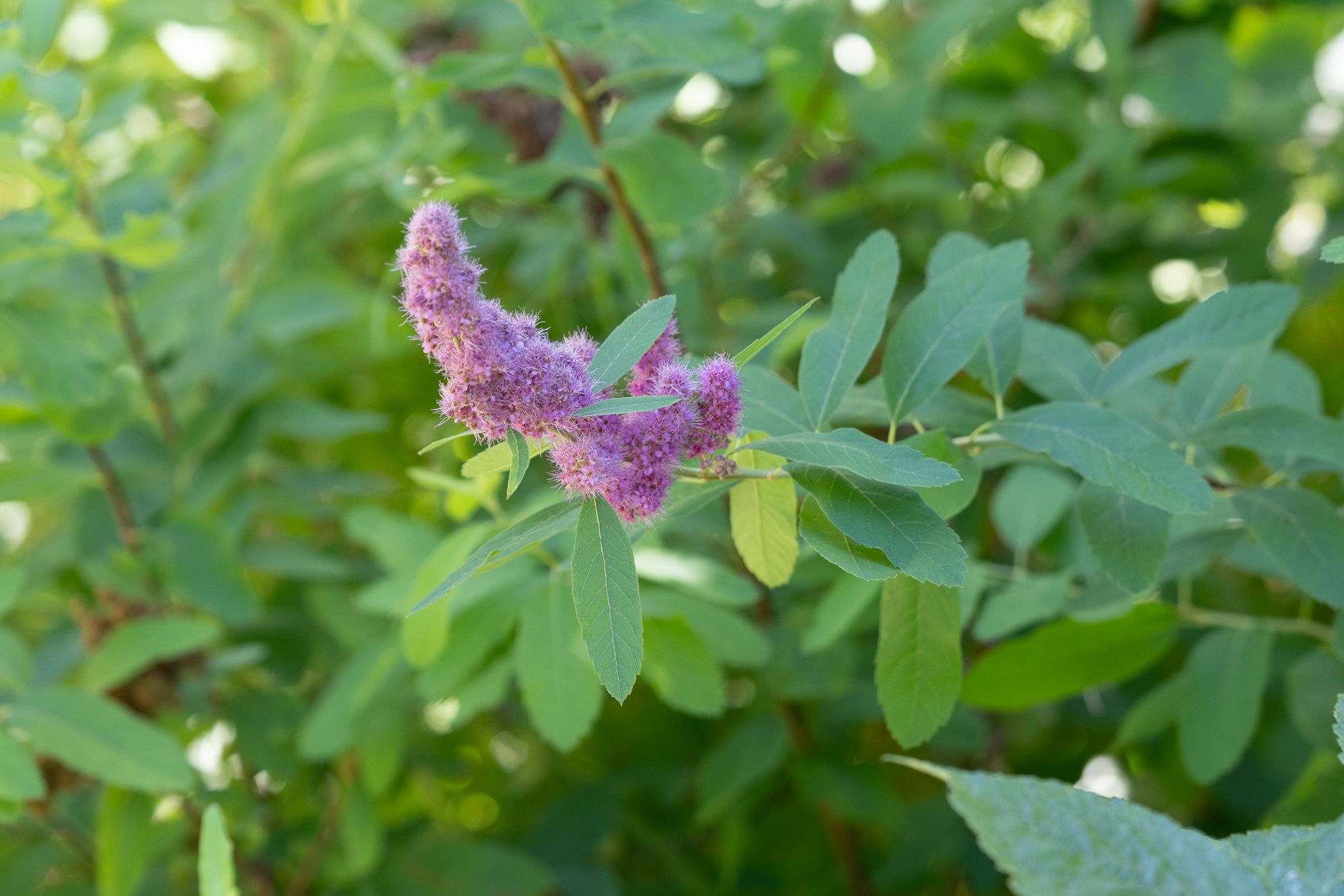 Douglas spirea