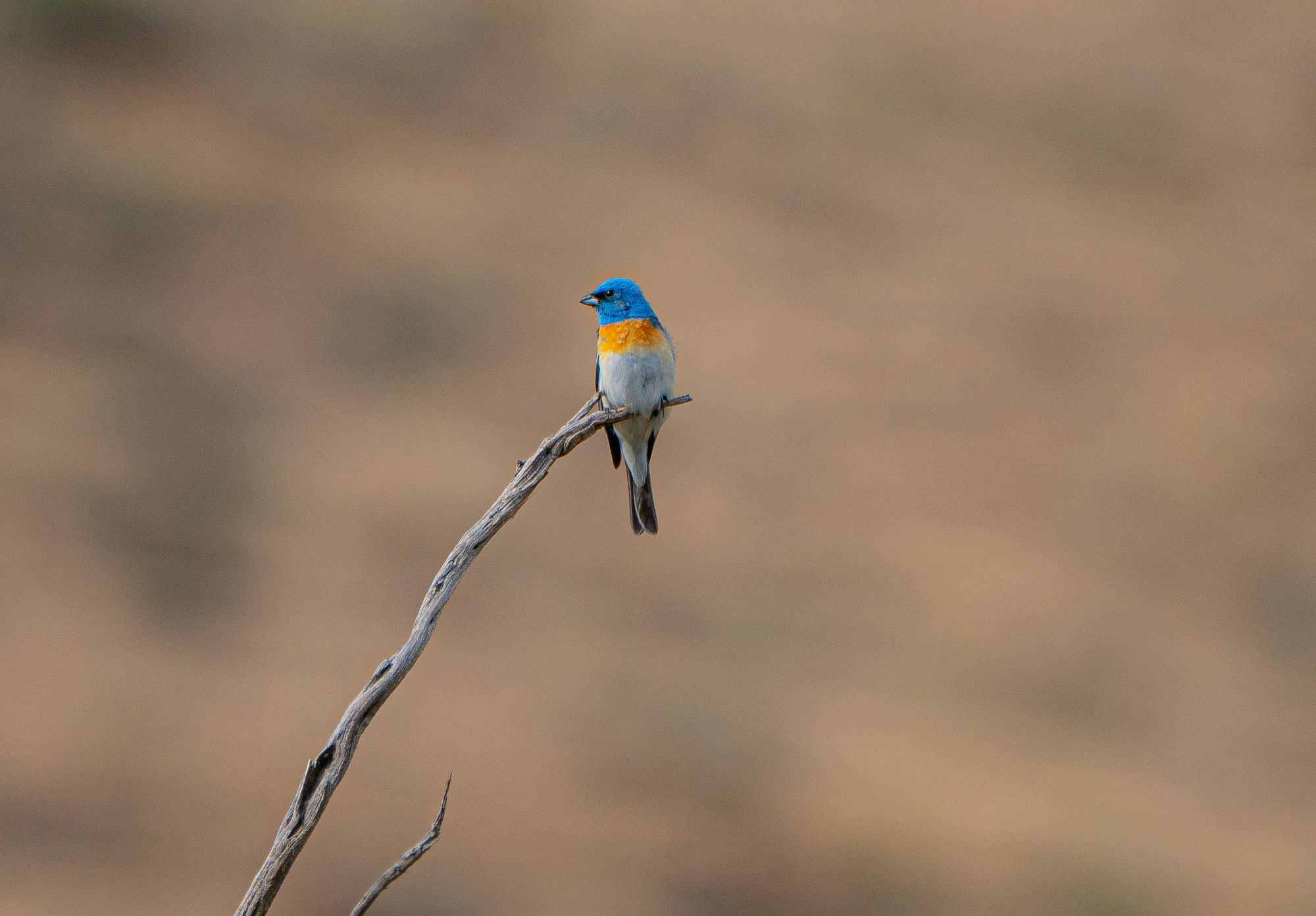 lazuli bunting
