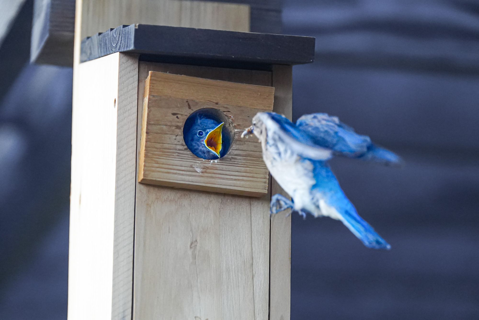 mountain bluebird nest