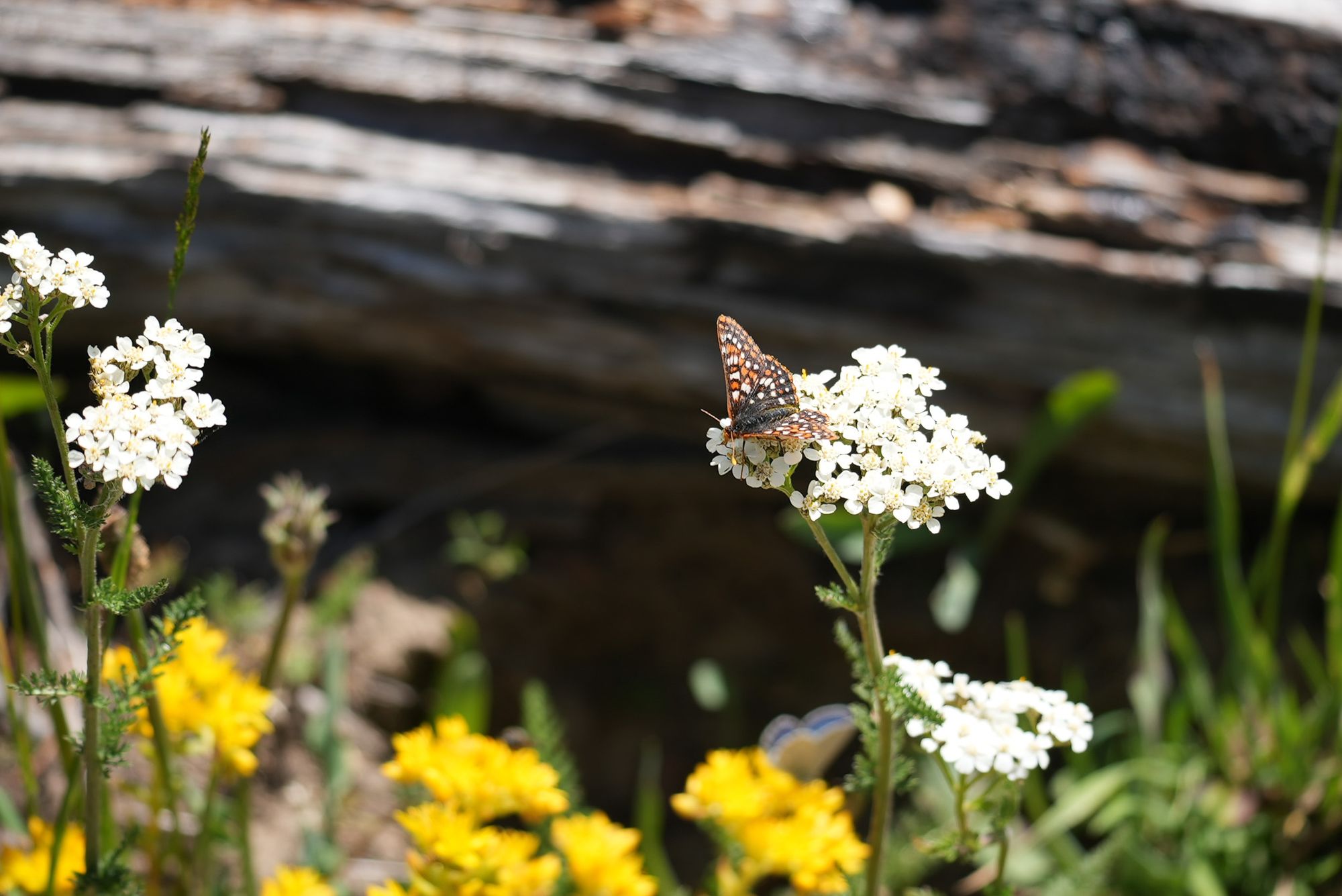 checkerspots and blue