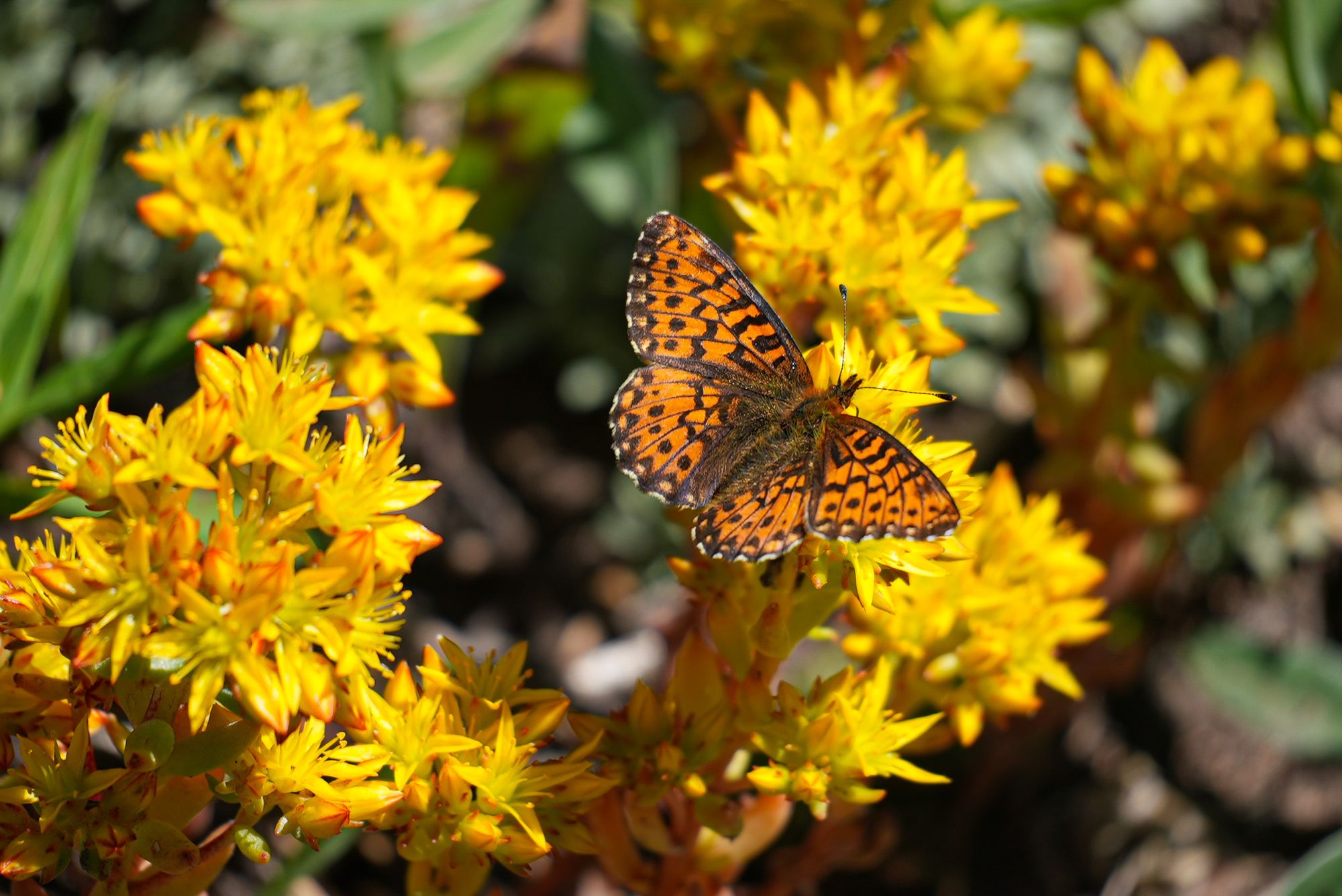 fritillary butterfly
