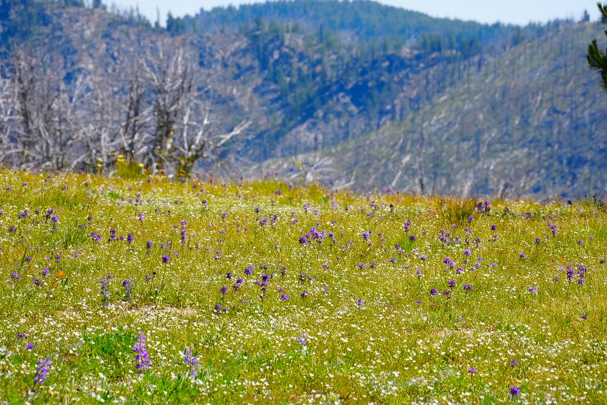 Field of lupine