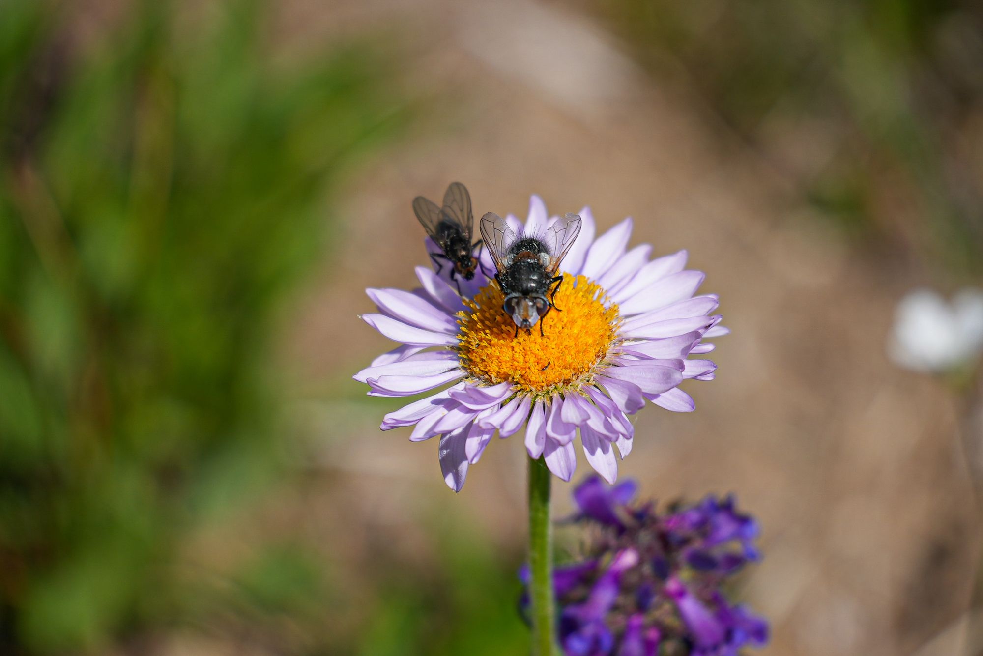 flies on daisy