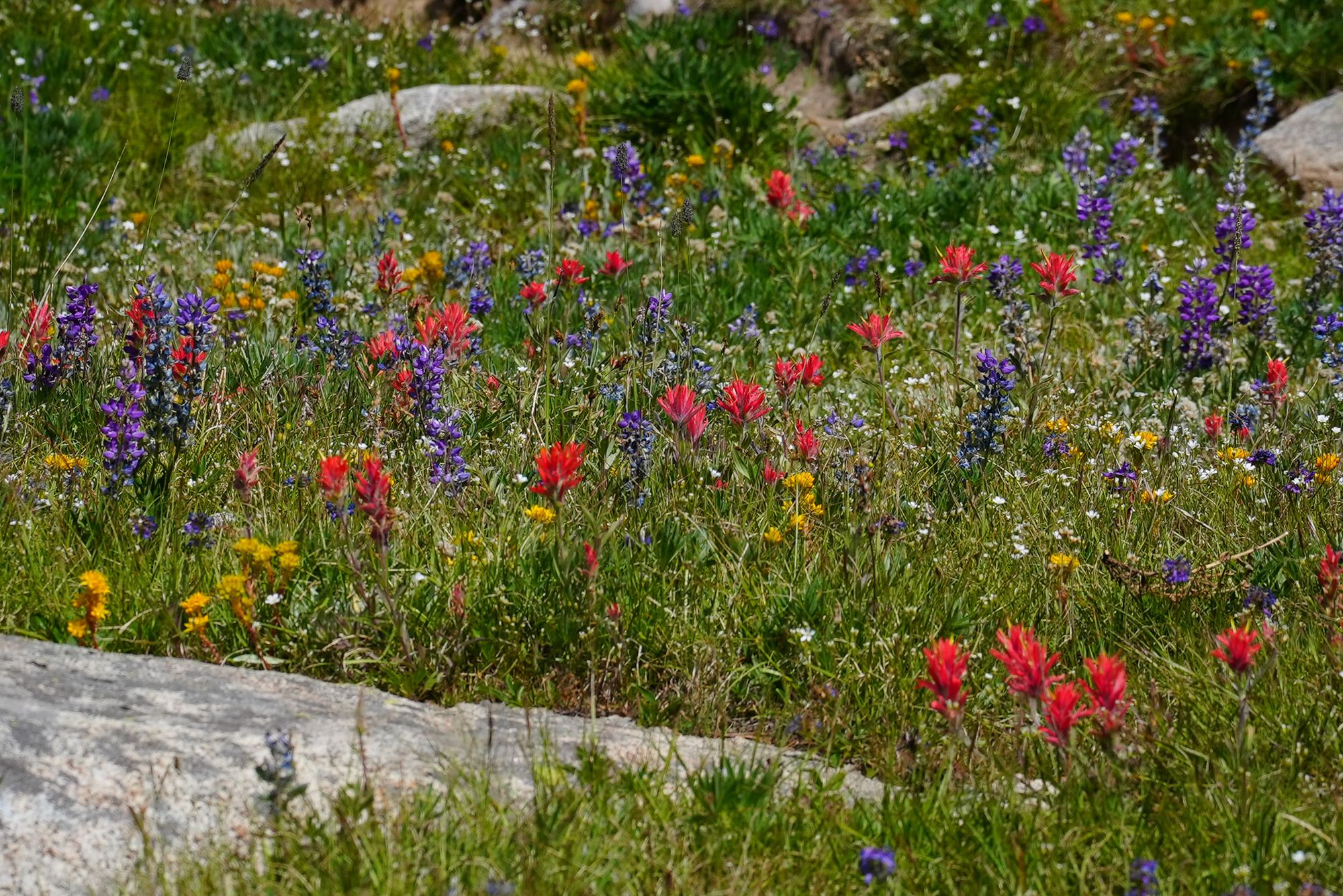 wildflower meadow