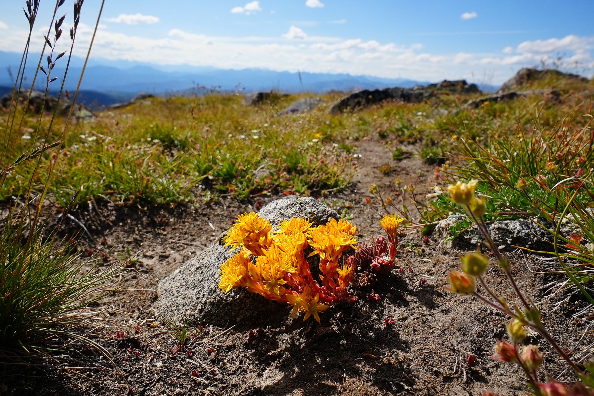 hilltop flower