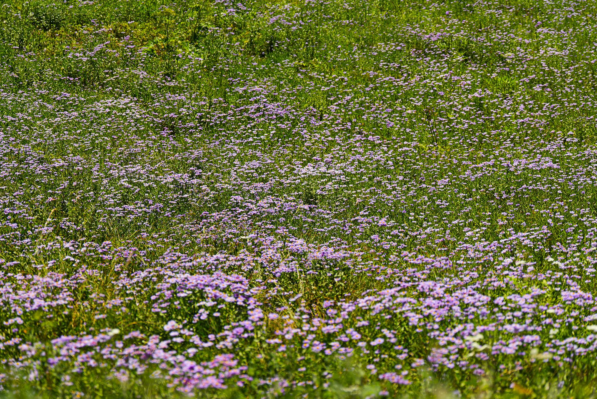 subalpine daisies