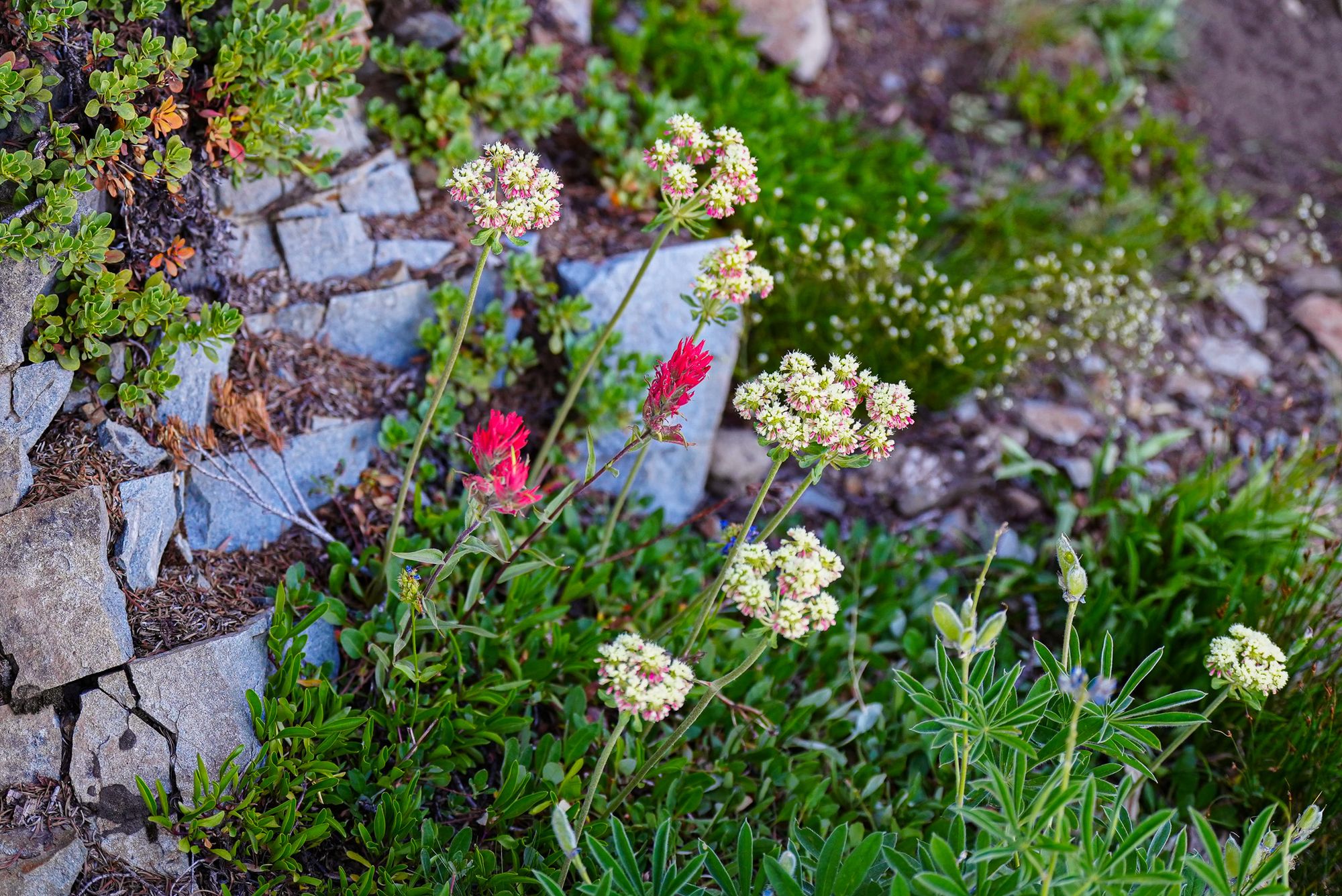 wildflowers