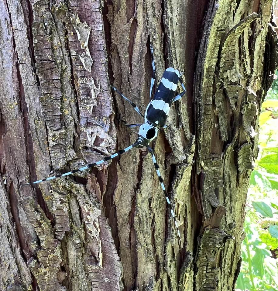 banded alder borer