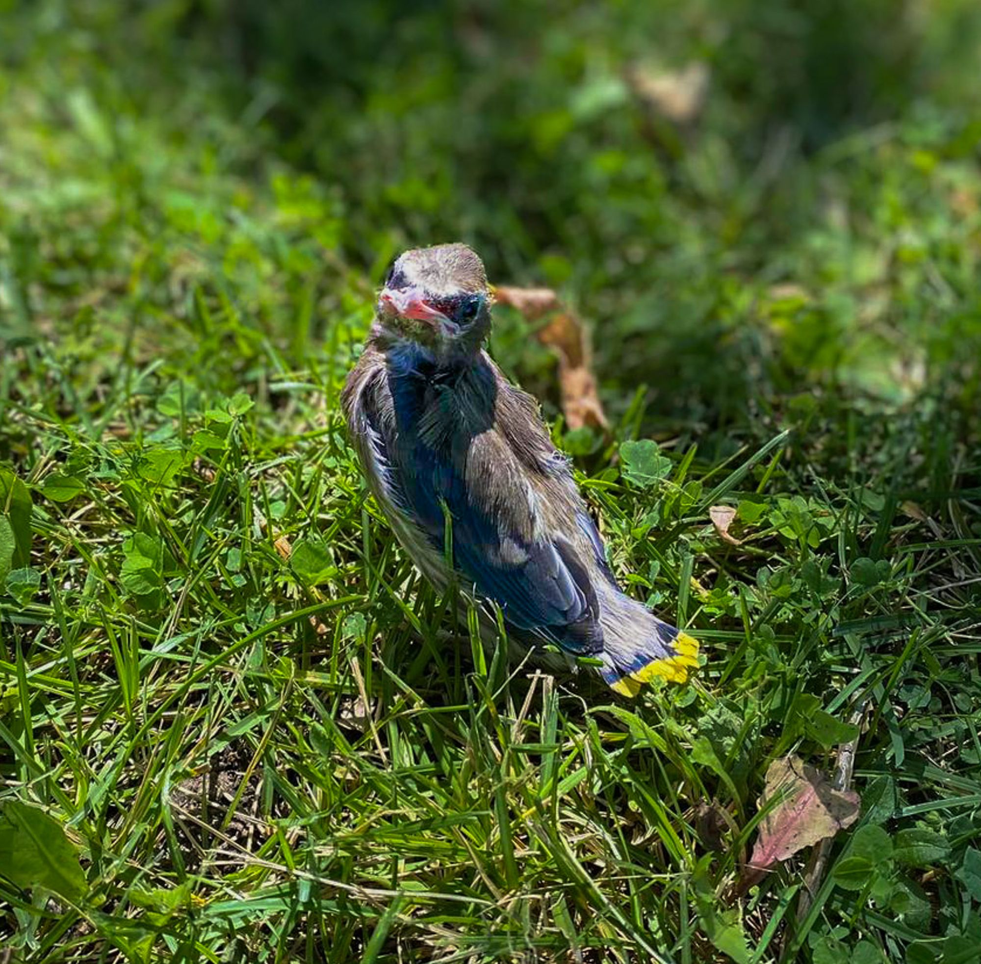 baby cedar waxwing