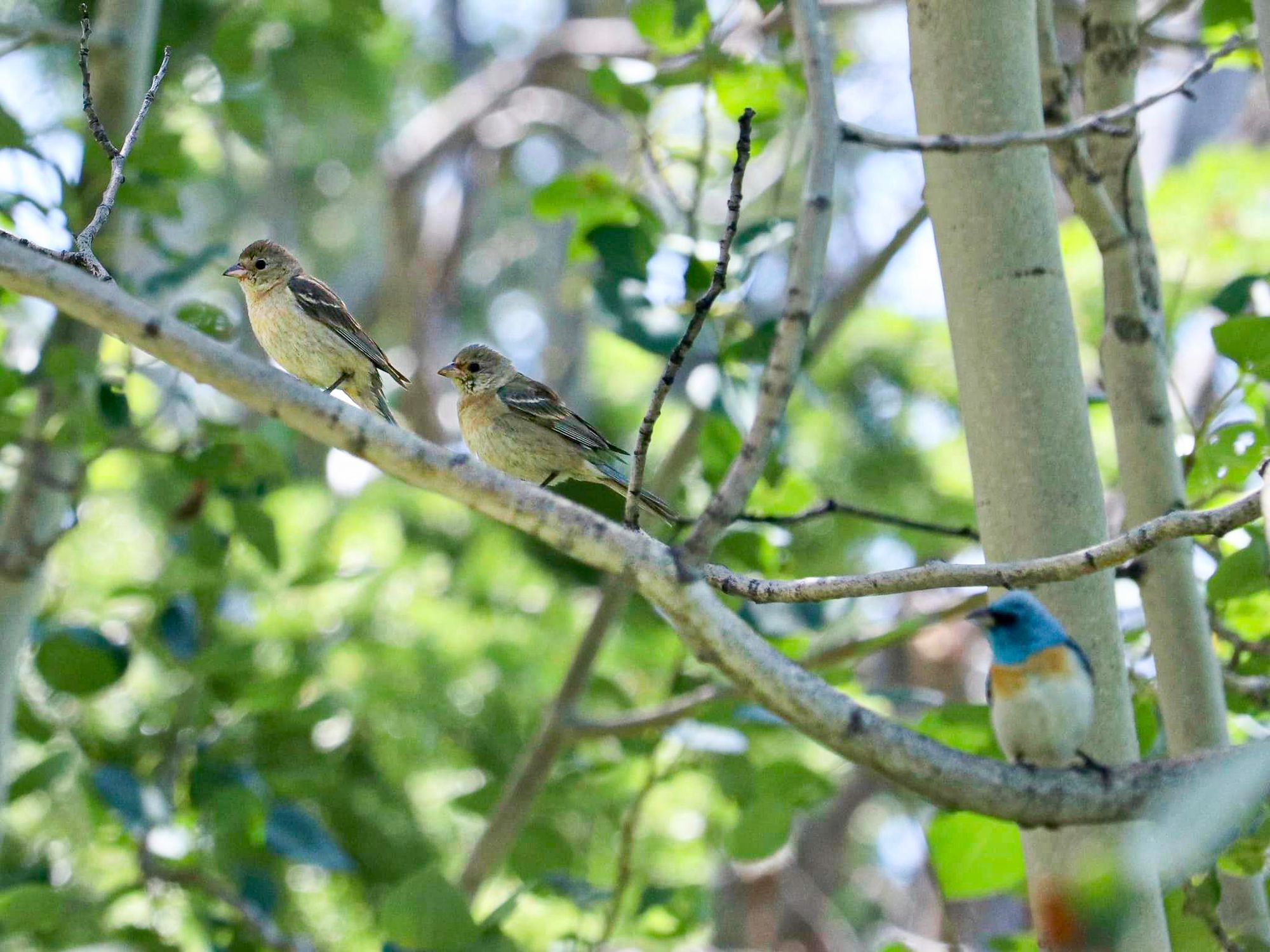 lazuli bunting babies