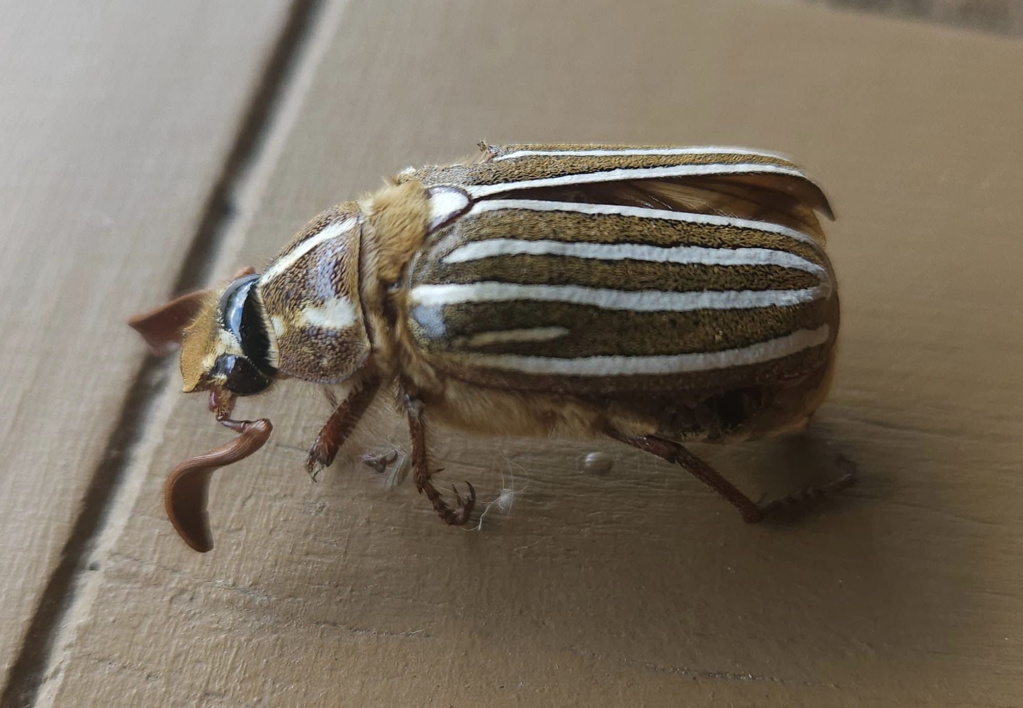 June beetle
