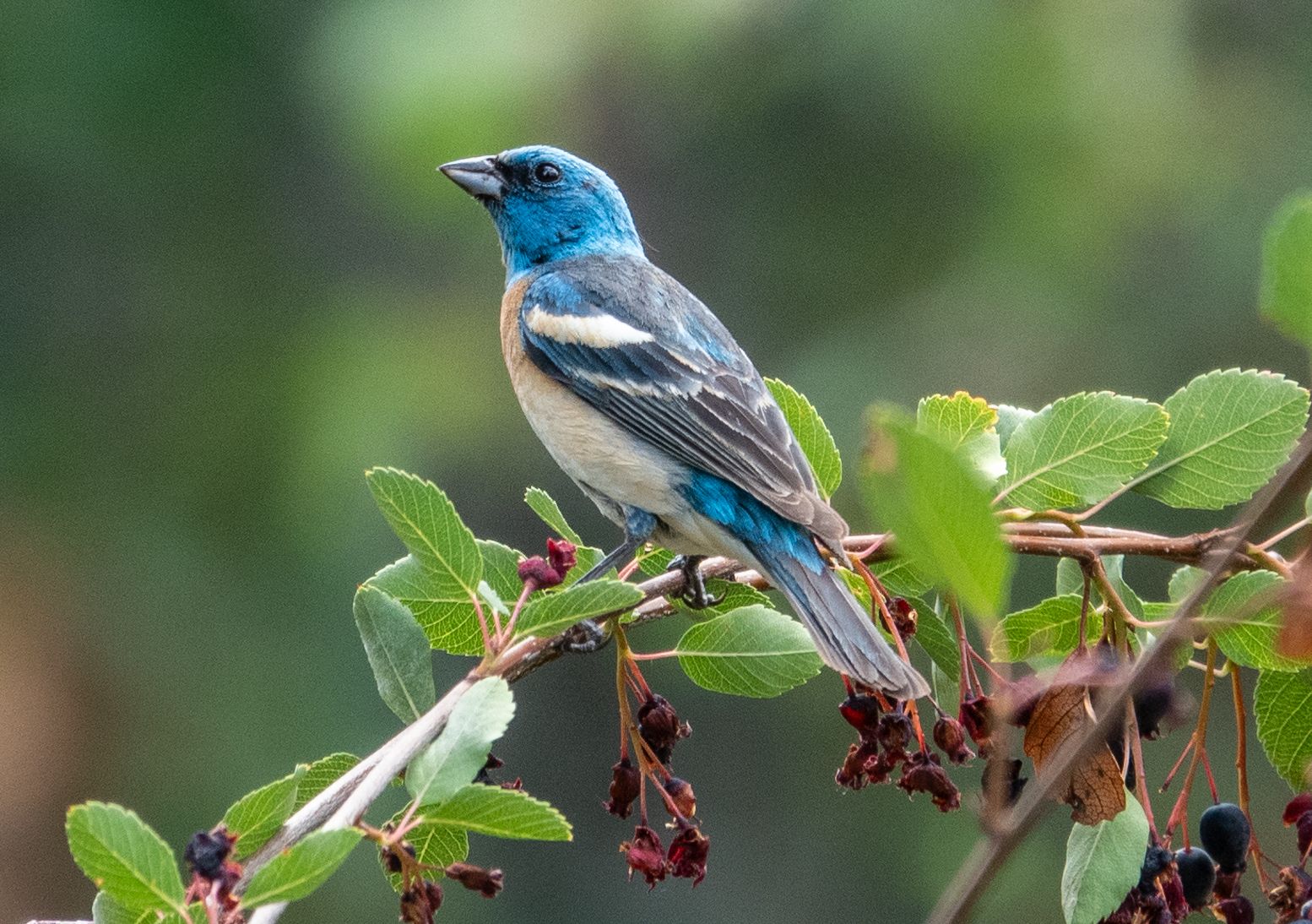 male lazuli bunting