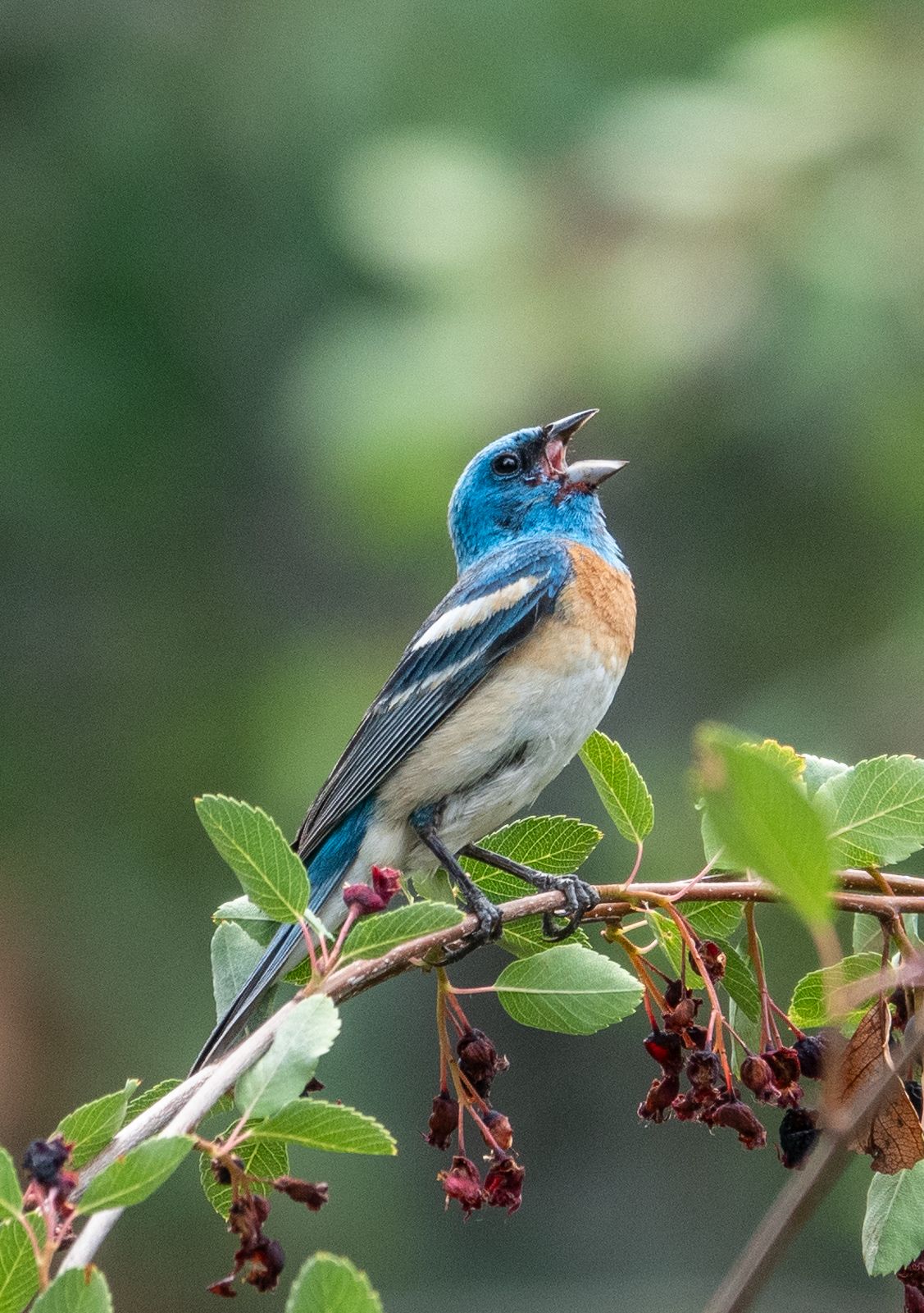 singing lazuli bunting