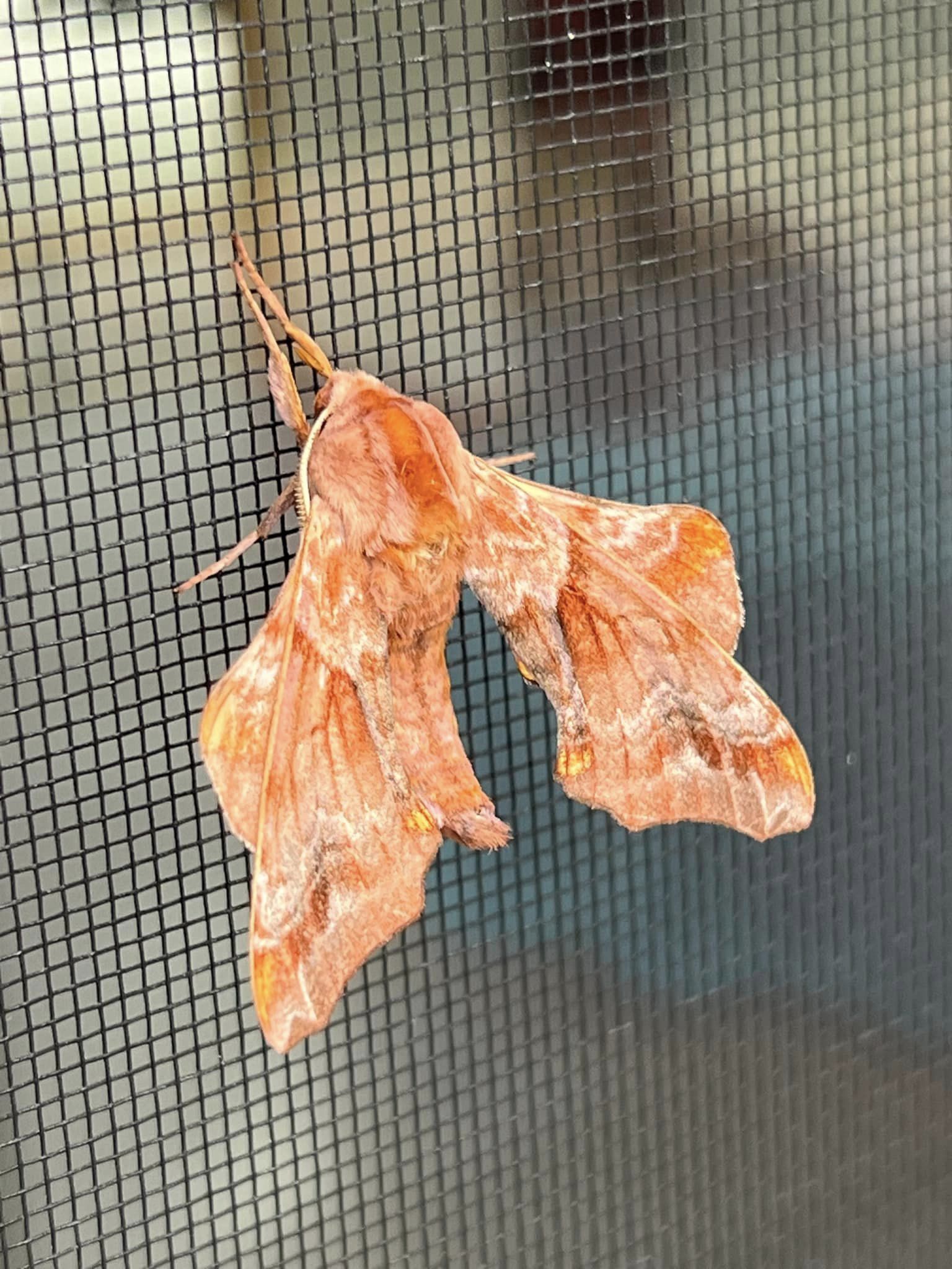 small-eyed sphinx