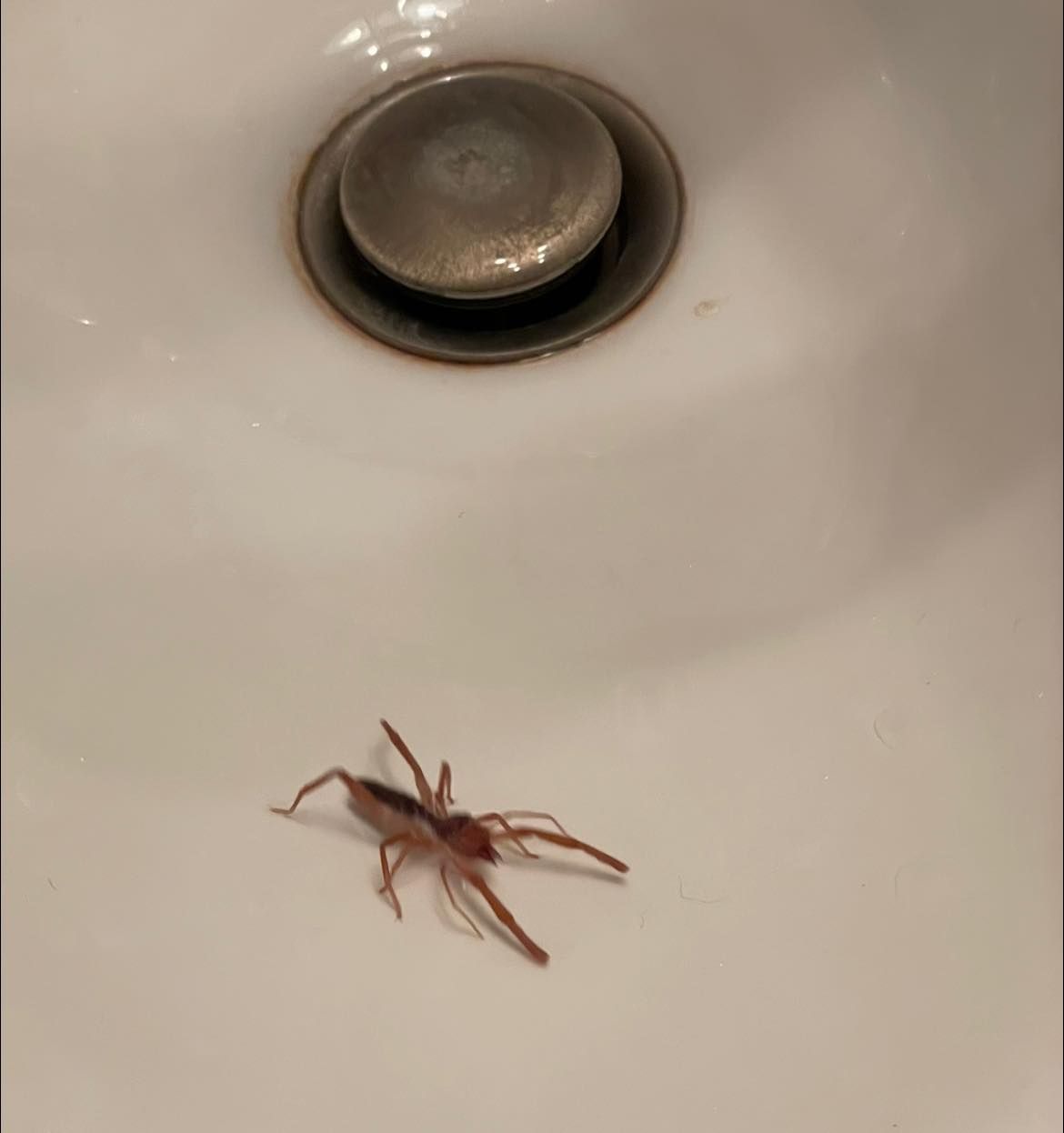 sun scorpion