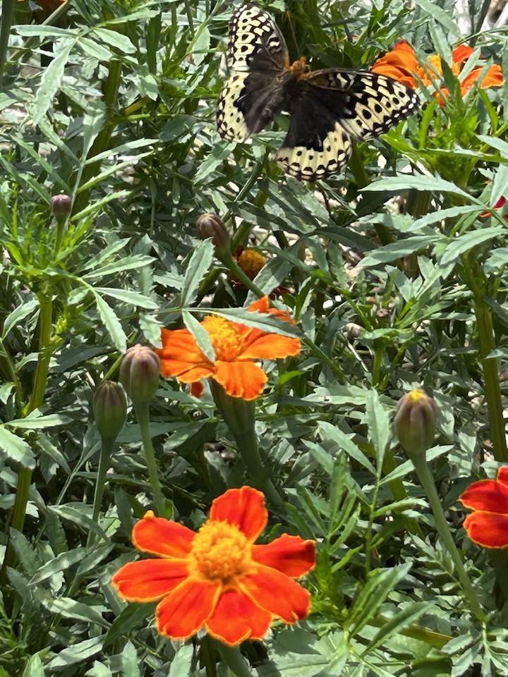 Great spangled fritillary
