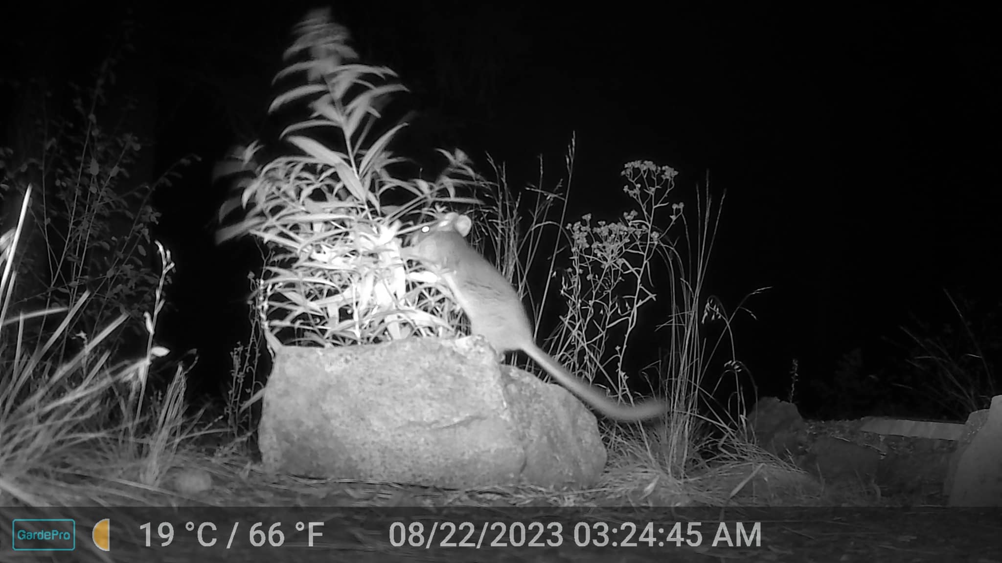 busy-tailed woodrat