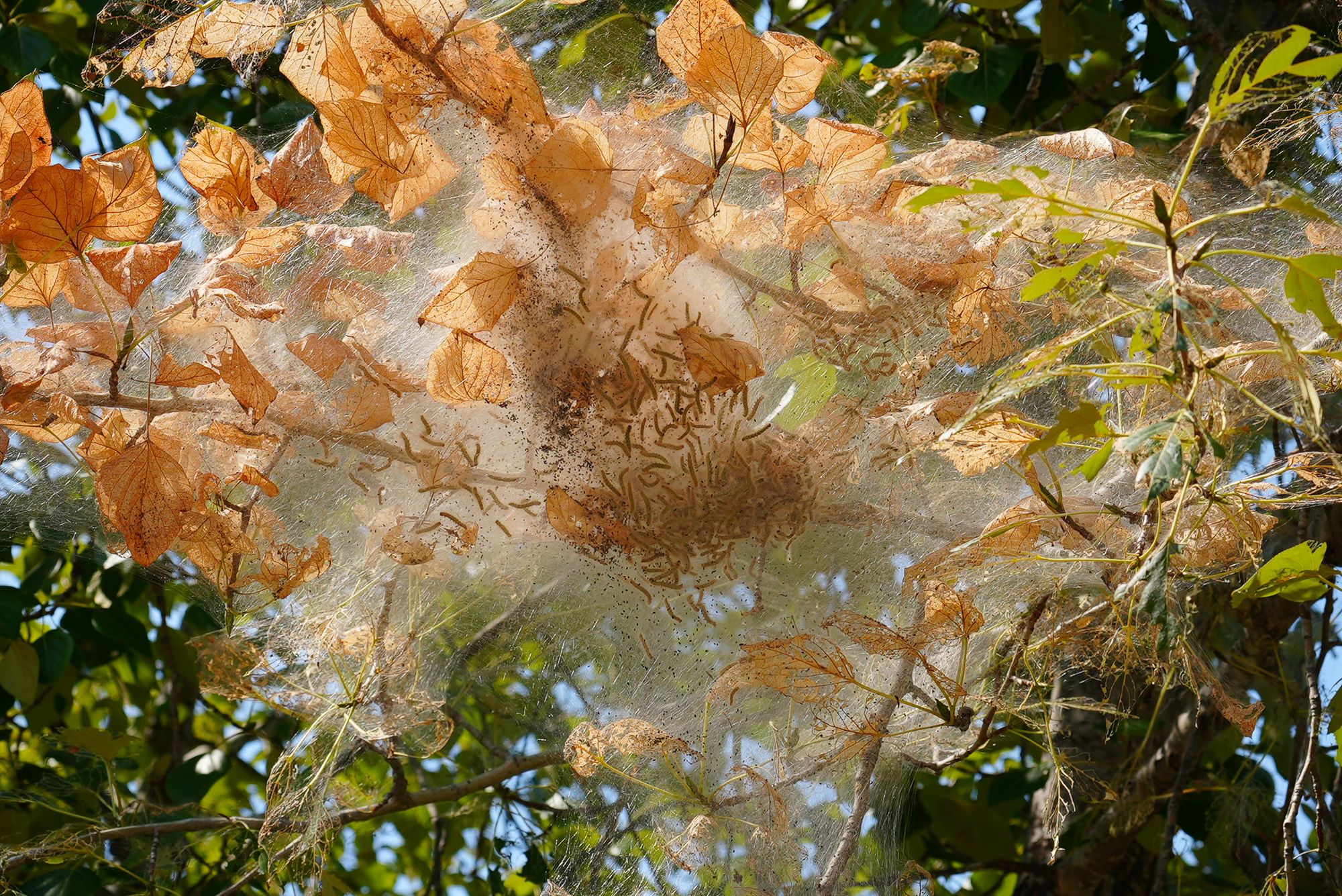 tent caterpillars