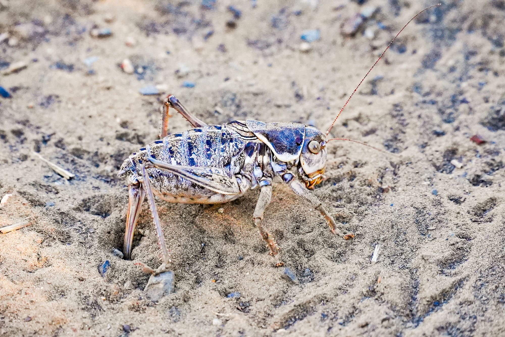 Mormon cricket