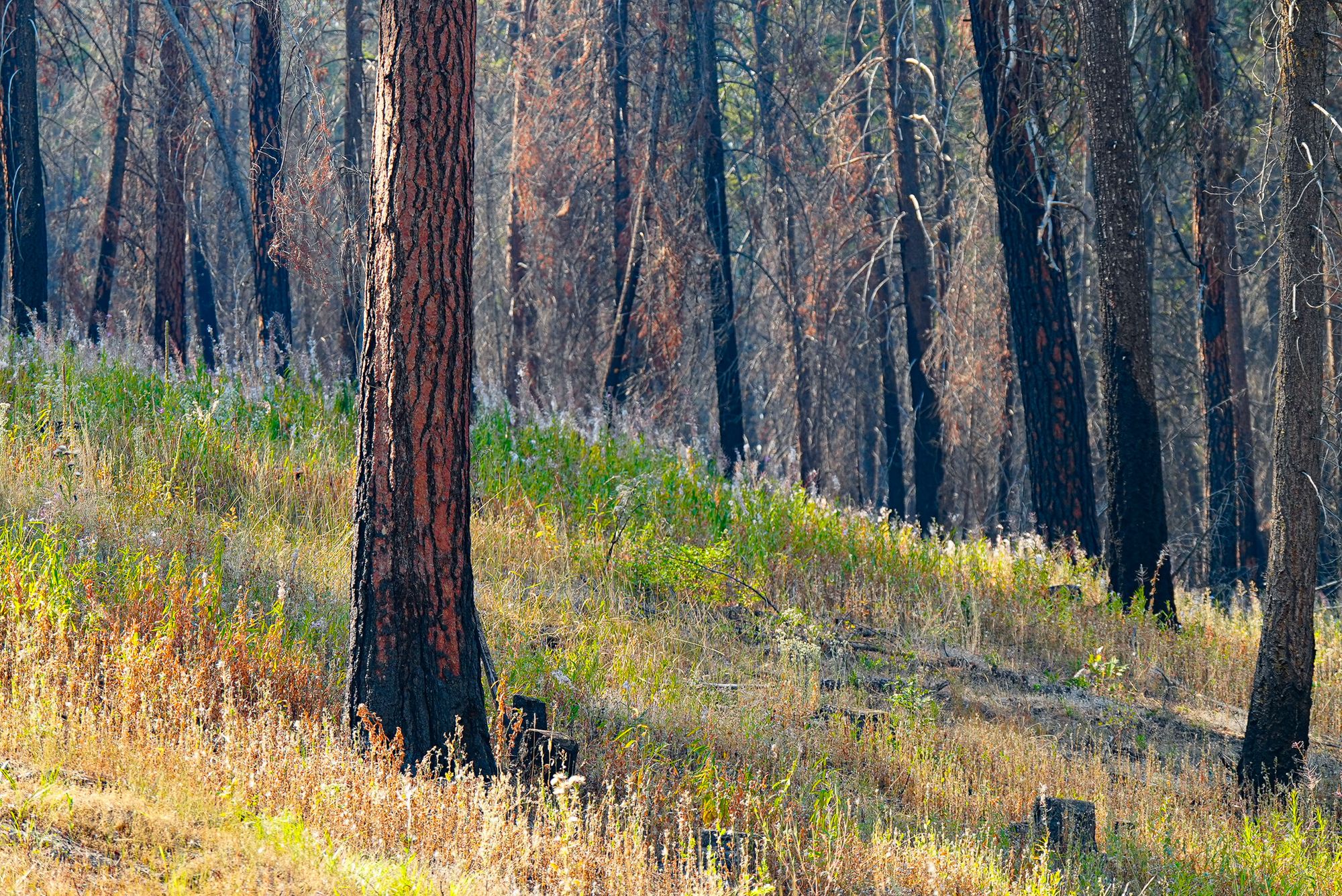 dry forest