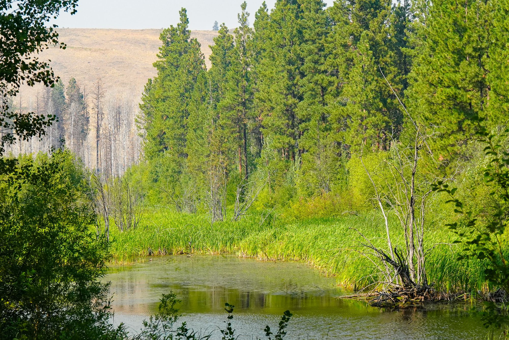 beaver pond