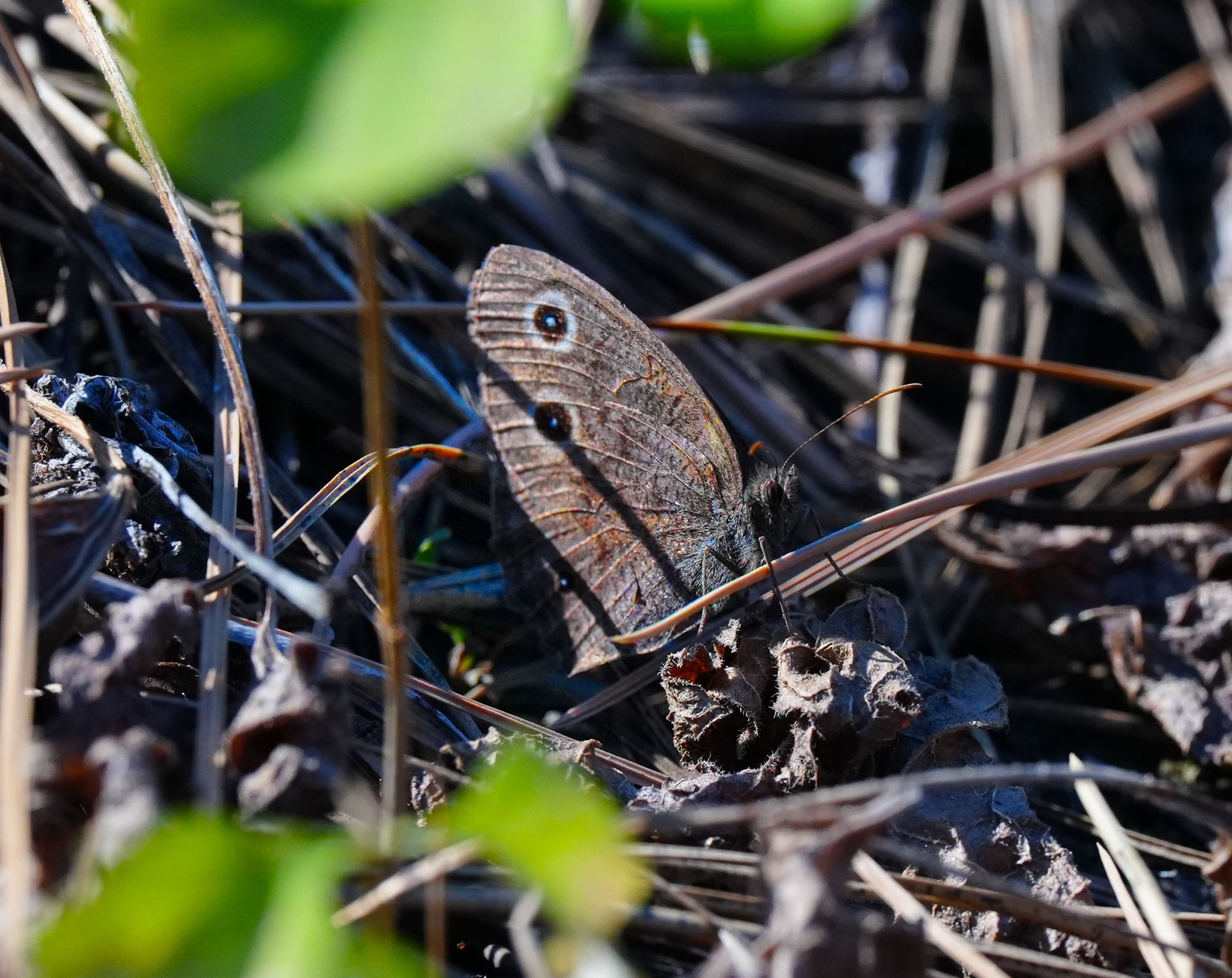 wood nymph