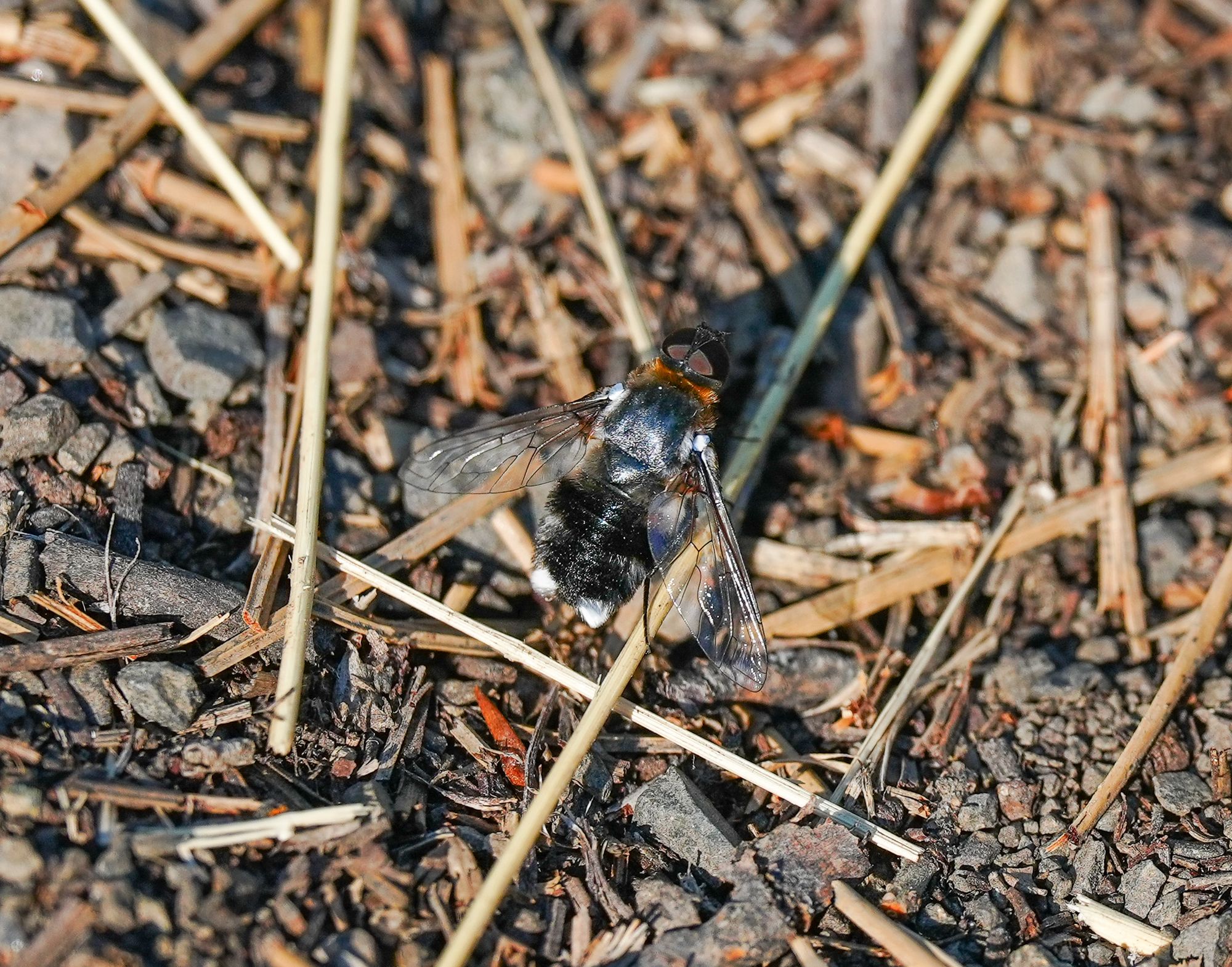 native fly