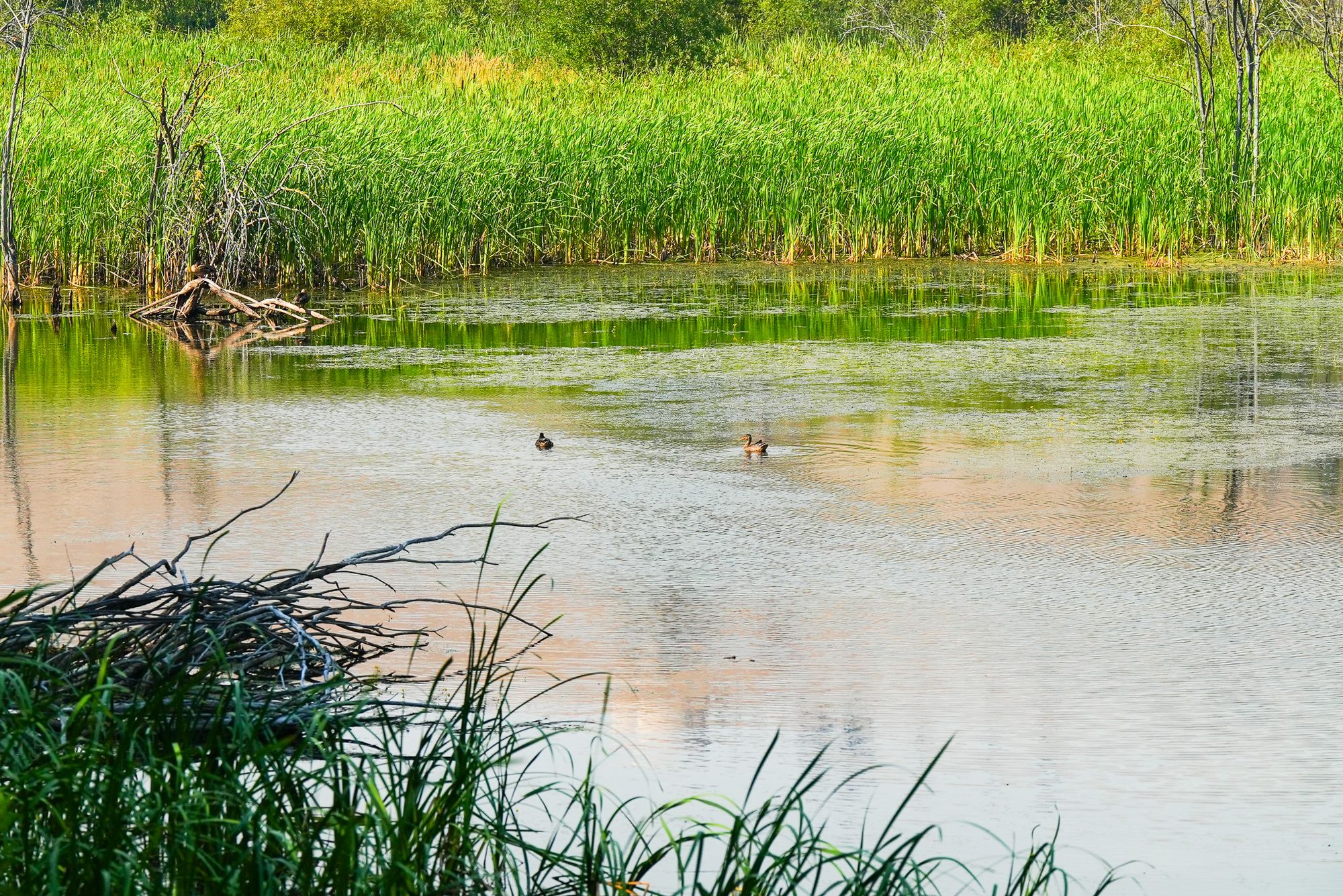 ducks on pond