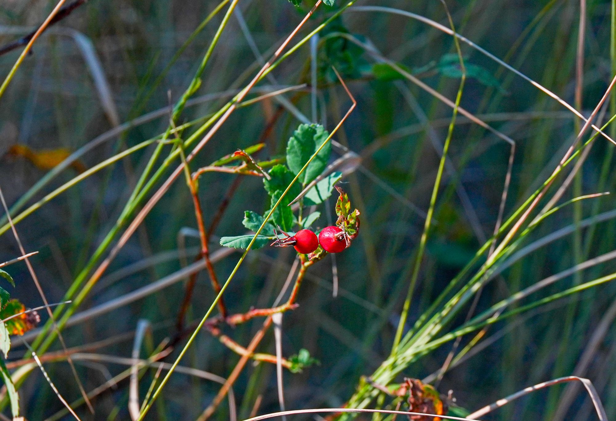 rose hips