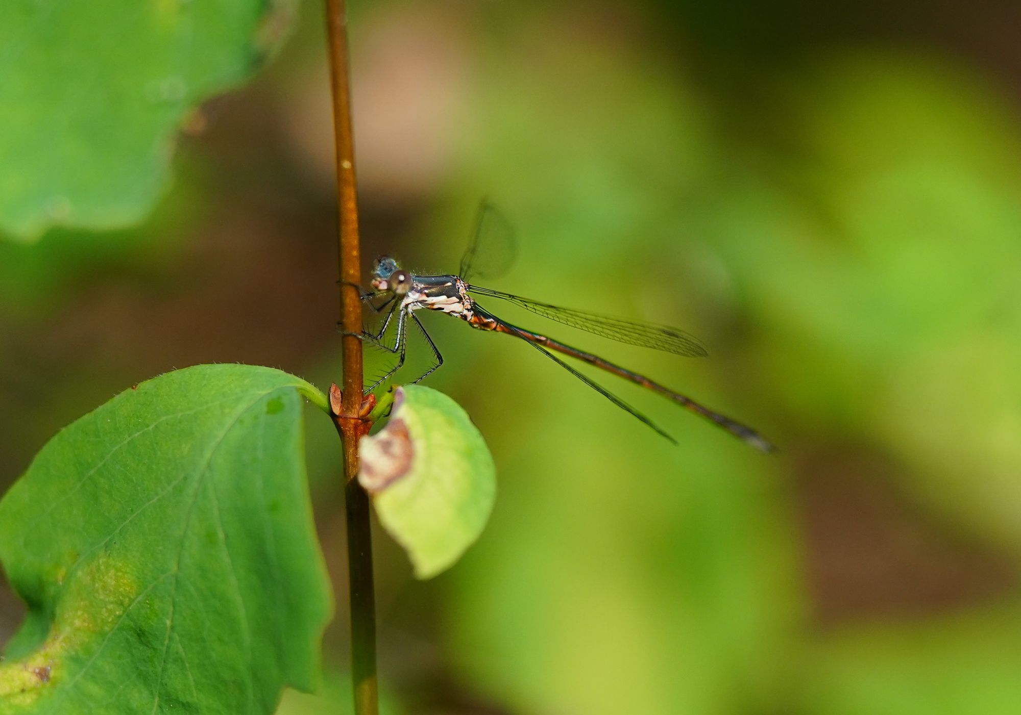 spreadwing