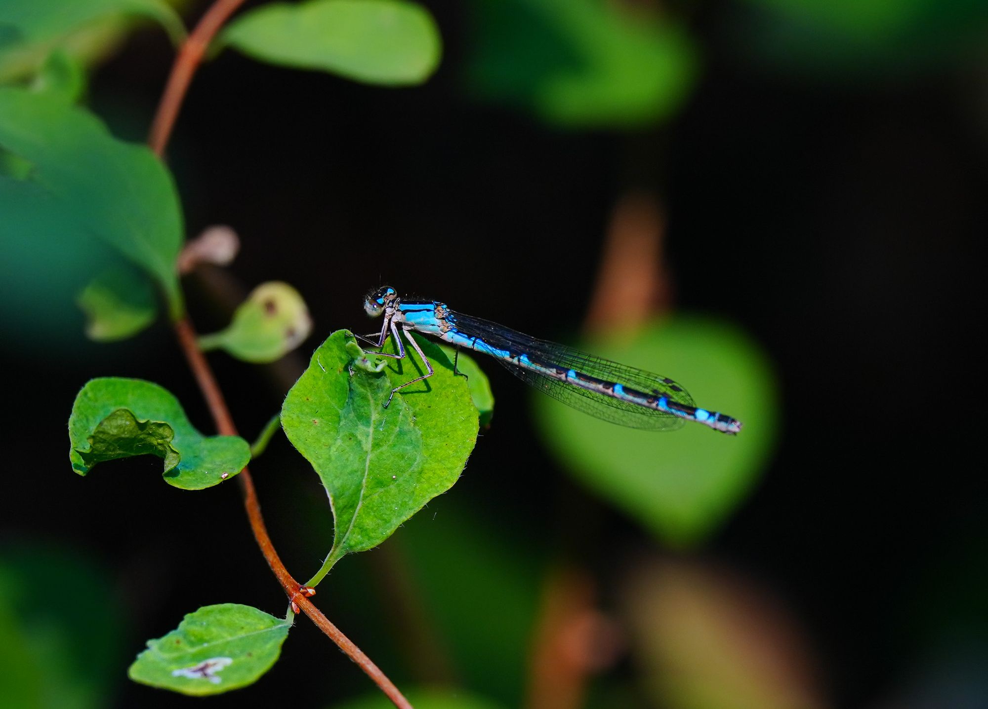 bluet damselfly
