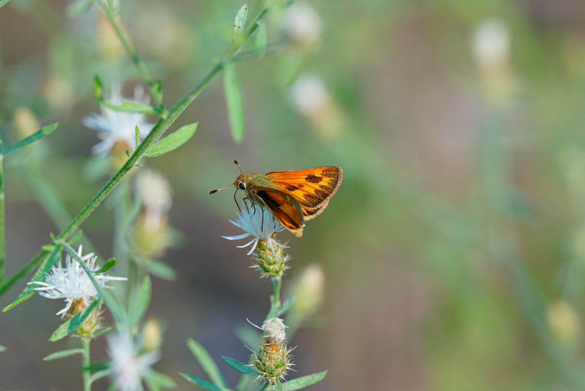 skipper on knapweed