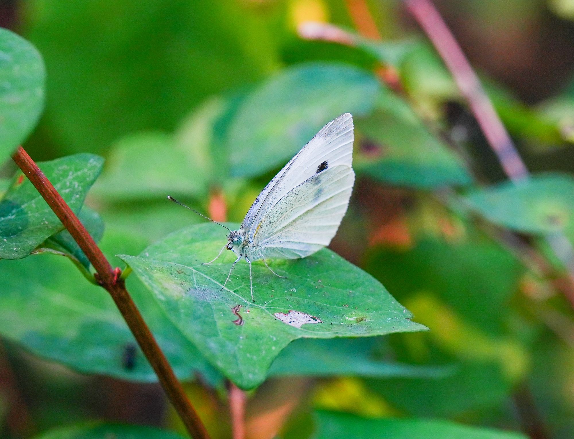 cabbage white