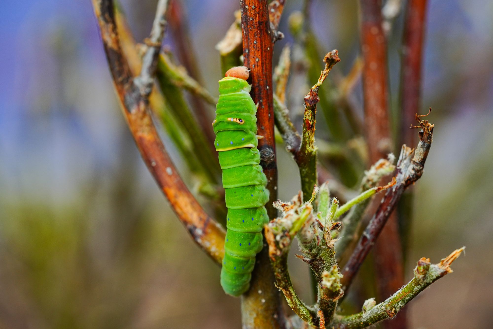 swallowtail caterpillar